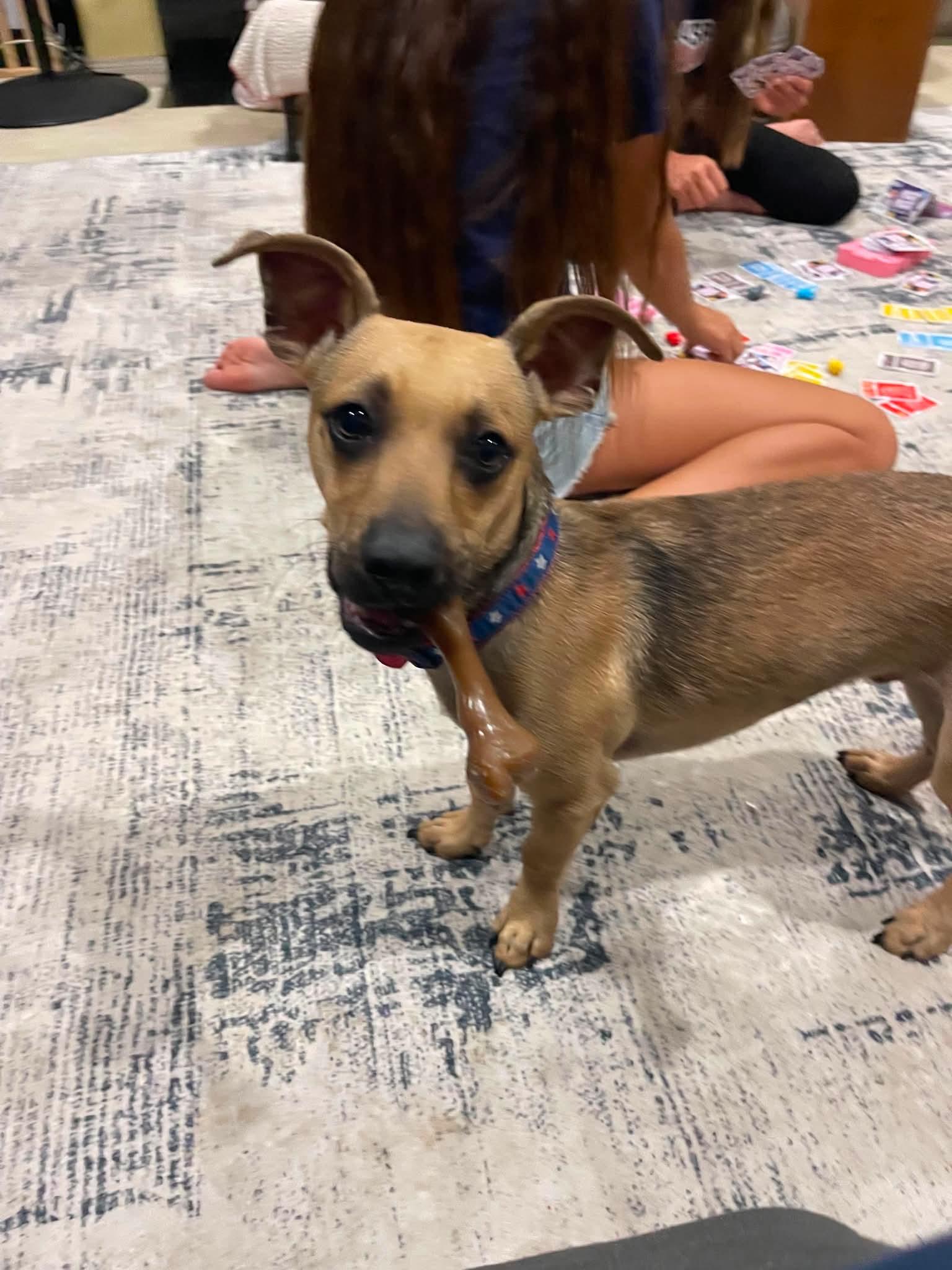 Enlarge Luke, a ADOPTABLE mixed breed in Burbank, CA image 6/6