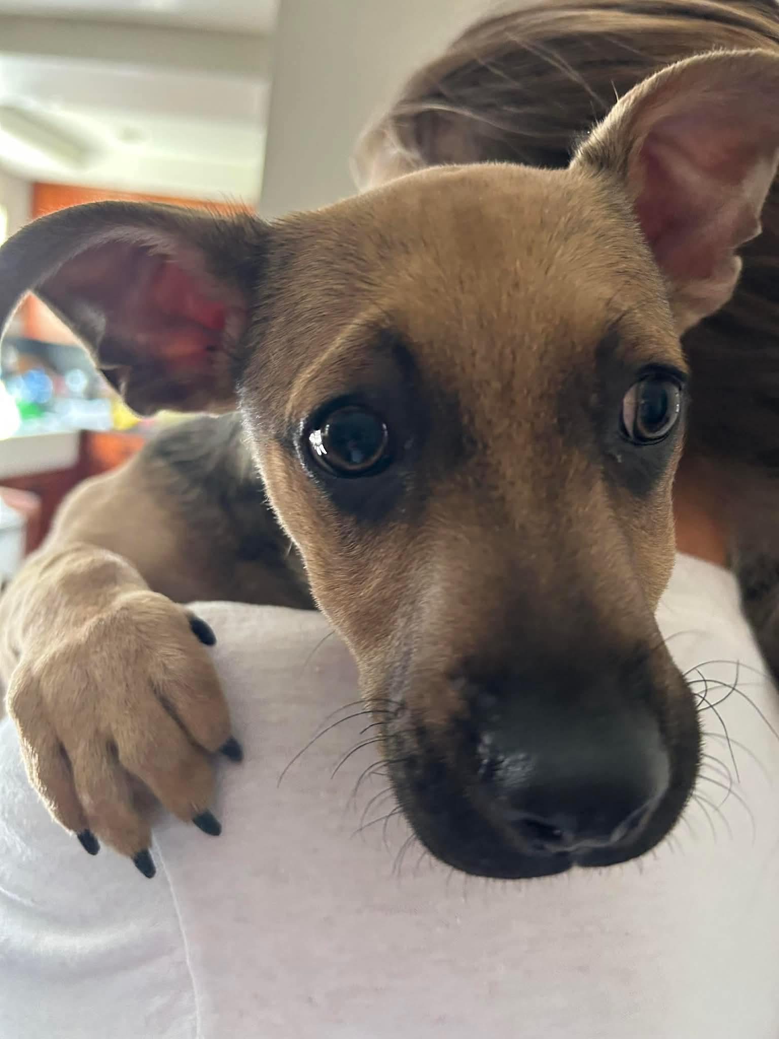 Luke, ADOPTABLE, Young Male Chihuahua.