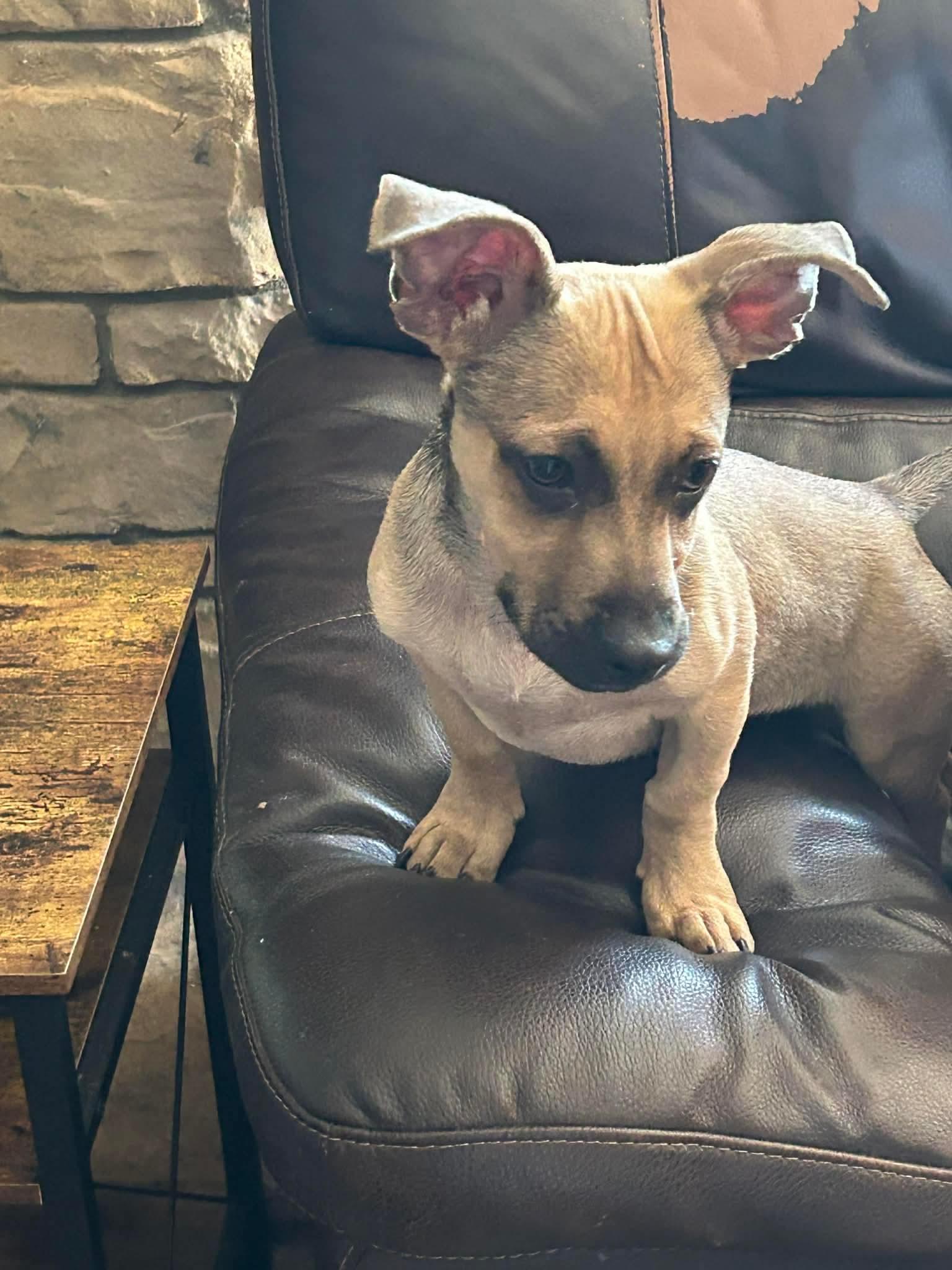 Enlarge Luke, a ADOPTABLE mixed breed in Burbank, CA image 4/6