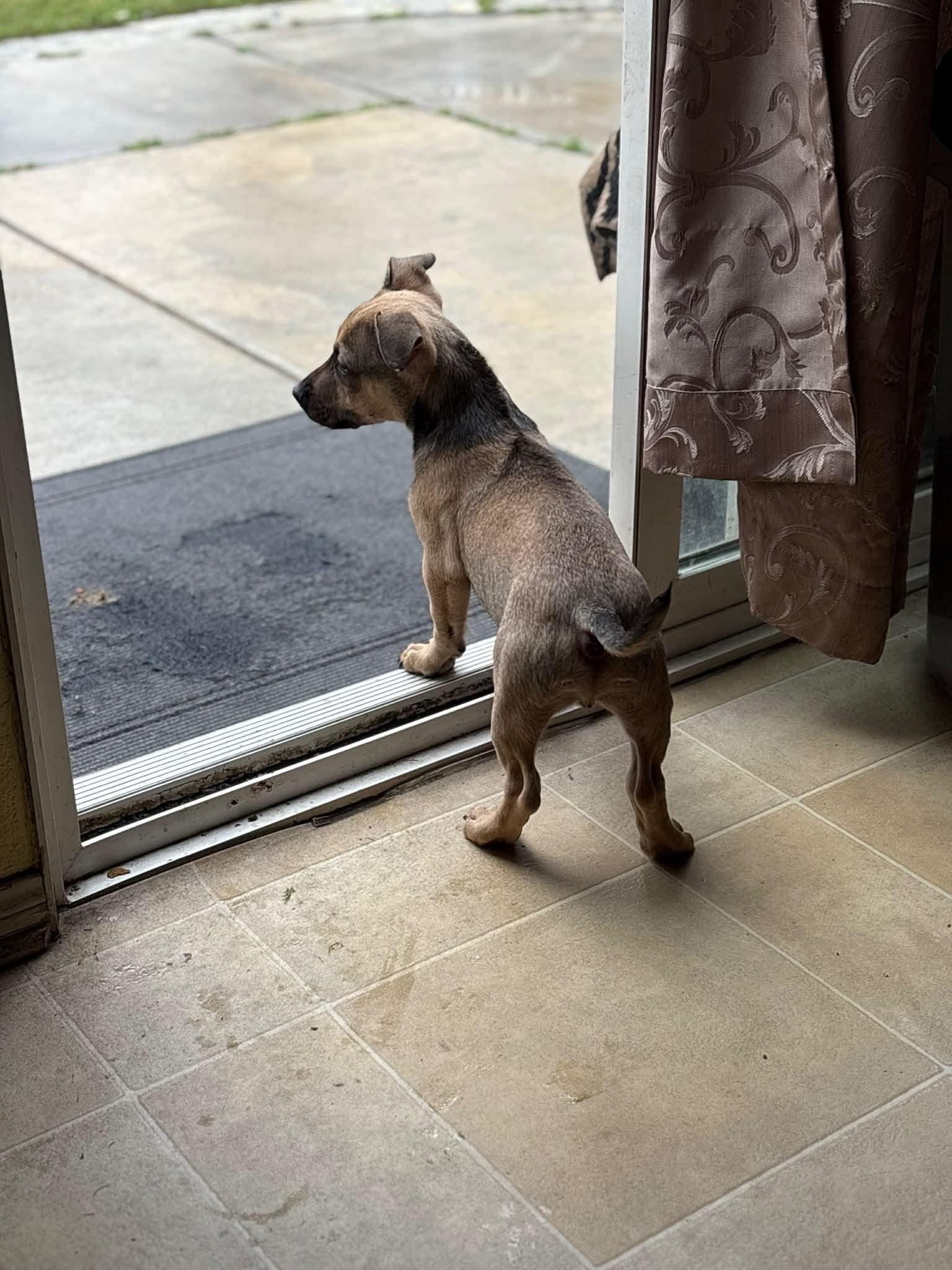 Enlarge Luke, a ADOPTABLE mixed breed in Burbank, CA image 3/6