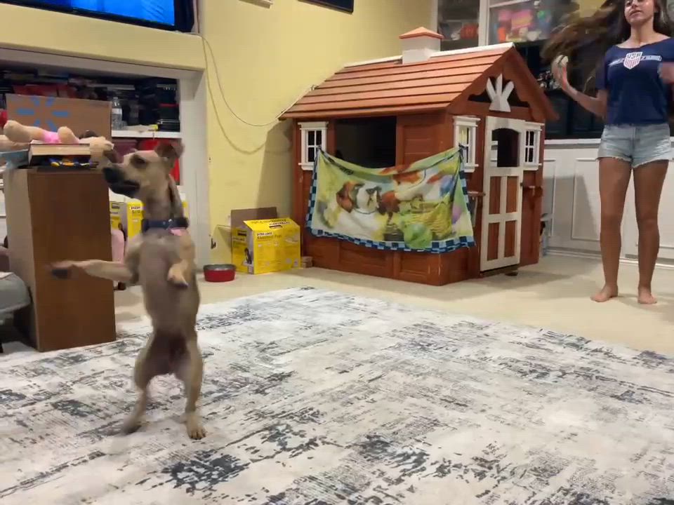 Enlarge Luke, a ADOPTABLE mixed breed in Burbank, CA video 5/6