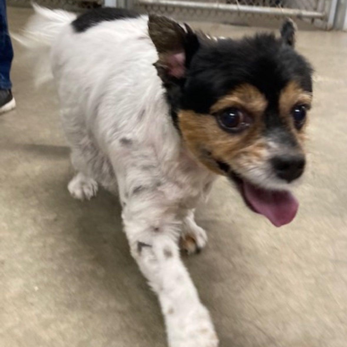 Daphne, a Adoptable mixed breed in Rockville, MD image 6/6