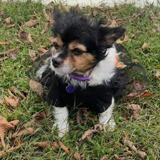 Daphne, a Adoptable mixed breed in Rockville, MD image 2/6