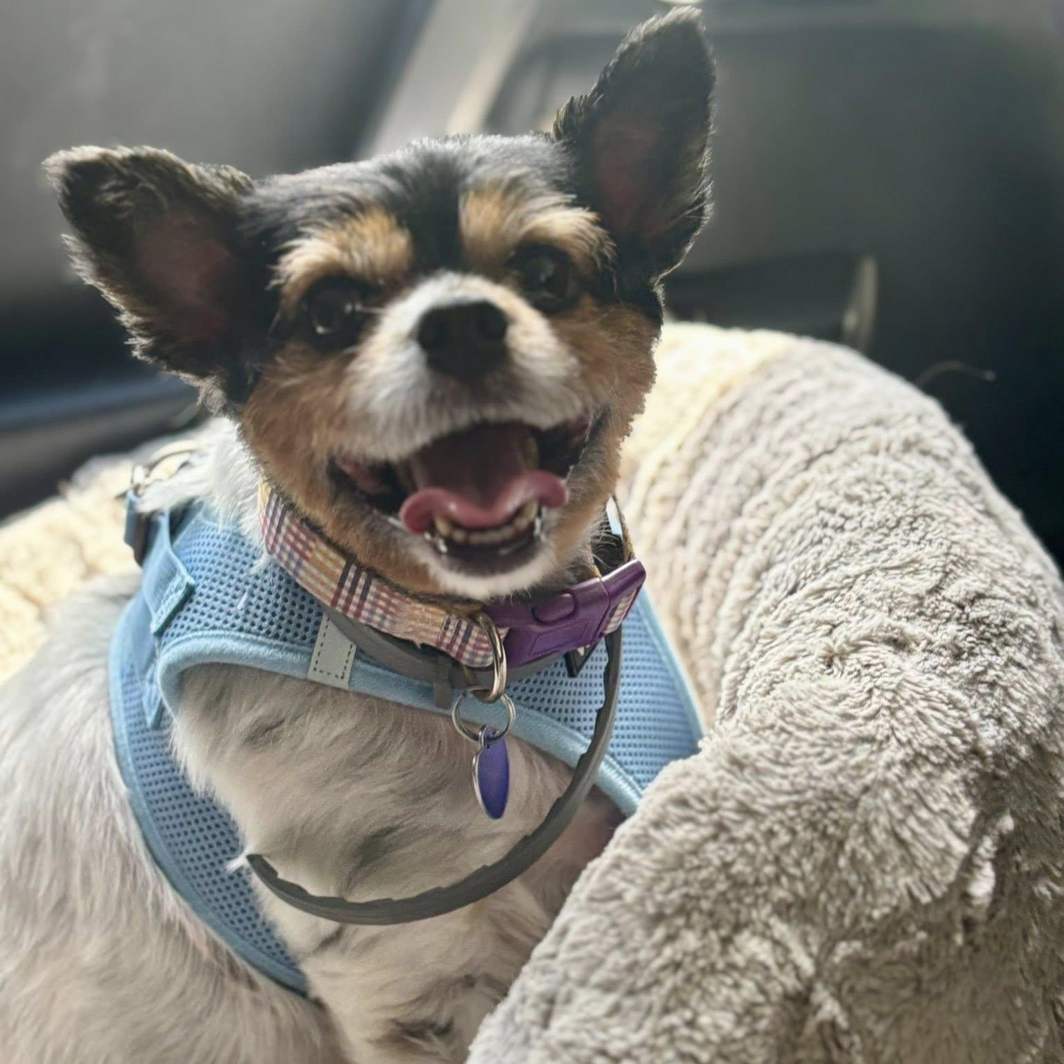 Daphne, a Adoptable mixed breed in Rockville, MD image 5/6