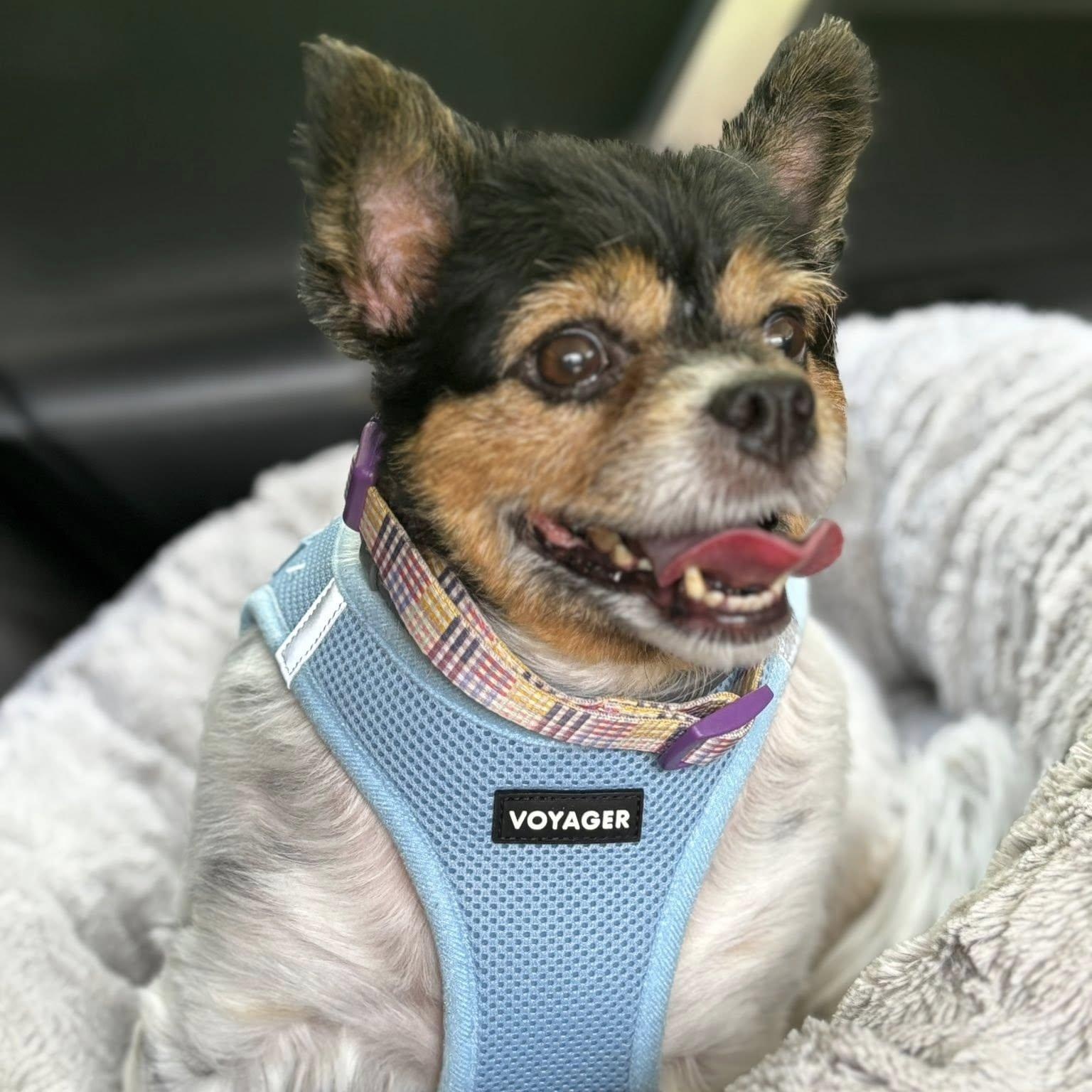 Daphne, a Adoptable mixed breed in Rockville, MD image 1/6