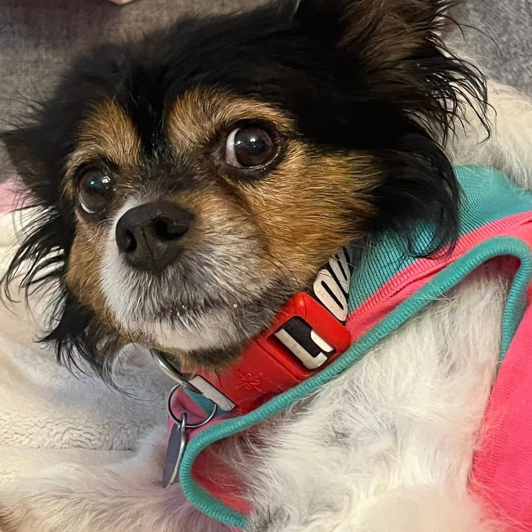 Daphne, an adopted mixed breed in Rockville, MD image 5/6