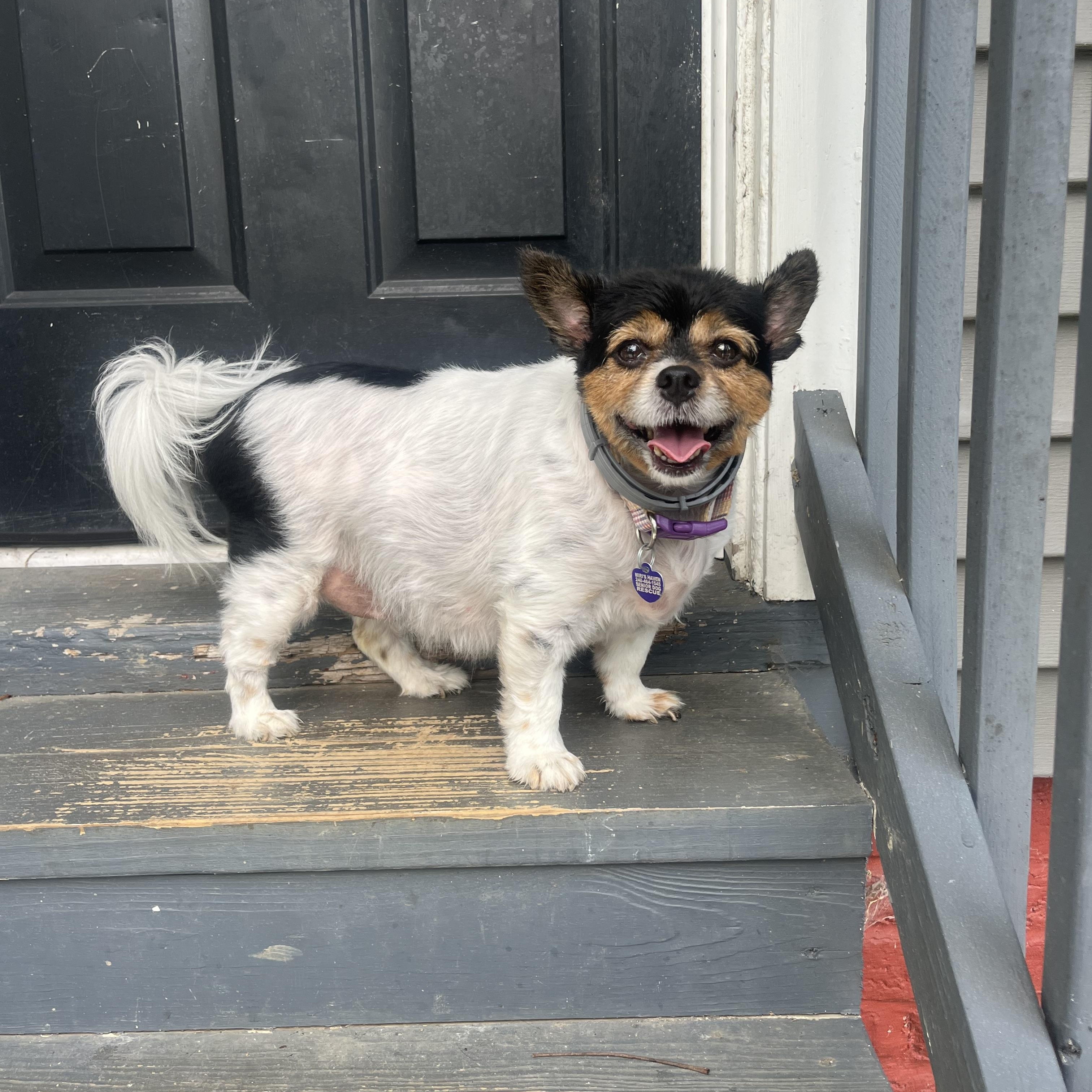 Daphne, a Adoptable mixed breed in Rockville, MD image 4/6