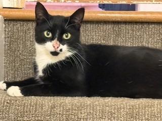 Enlarge Loretta: A Young Country Mama With a Heart on Her Cheek, a ADOPTABLE Domestic Short Hair in Bristow, VA image 3/4