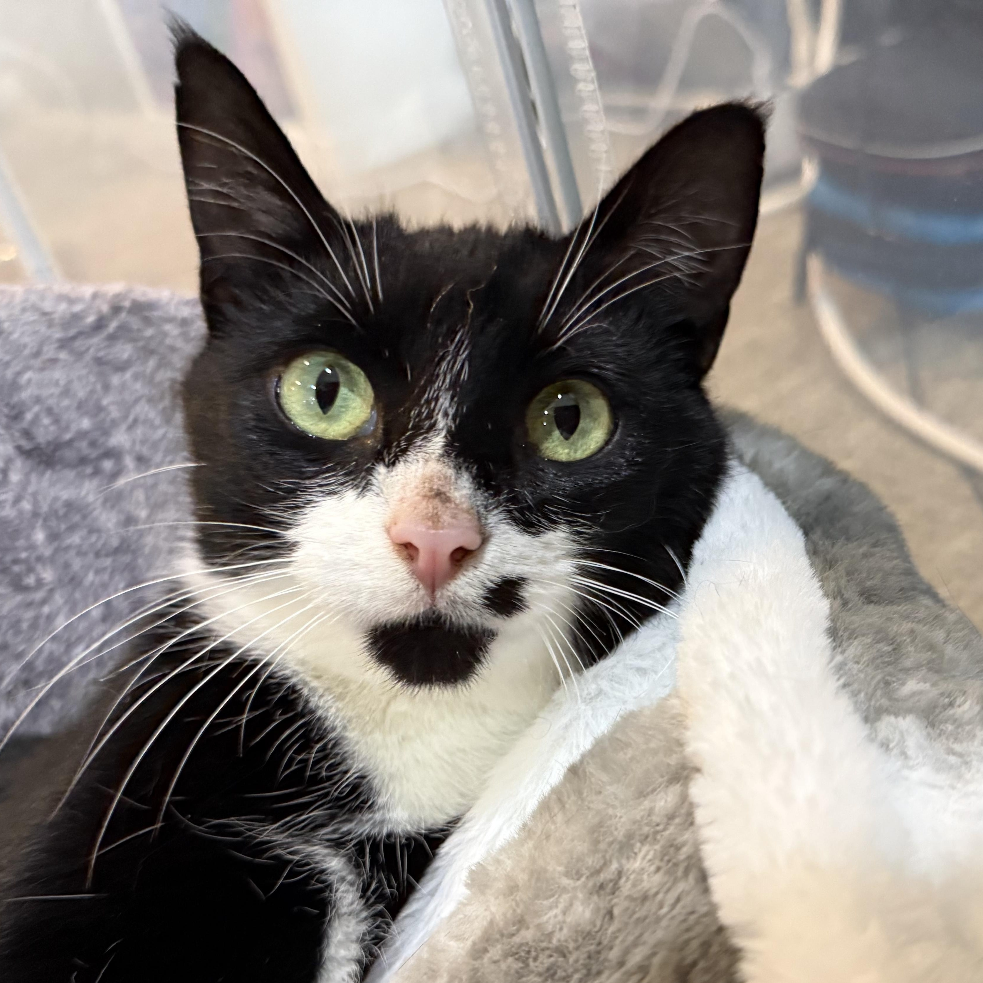 Enlarge Playful Young Loretta Wears Her Heart on Her Face!, a ADOPTABLE Domestic Short Hair in Bristow, VA image 5/5