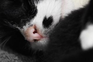 Enlarge Loretta: A Young Country Mama With a Heart on Her Cheek, a ADOPTABLE Domestic Short Hair in Bristow, VA image 4/4