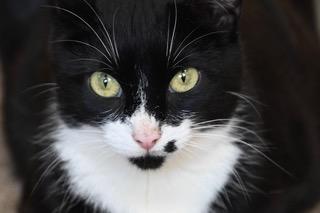 Enlarge Loretta: A Young Country Mama With a Heart on Her Cheek, a ADOPTABLE Domestic Short Hair in Bristow, VA image 1/4