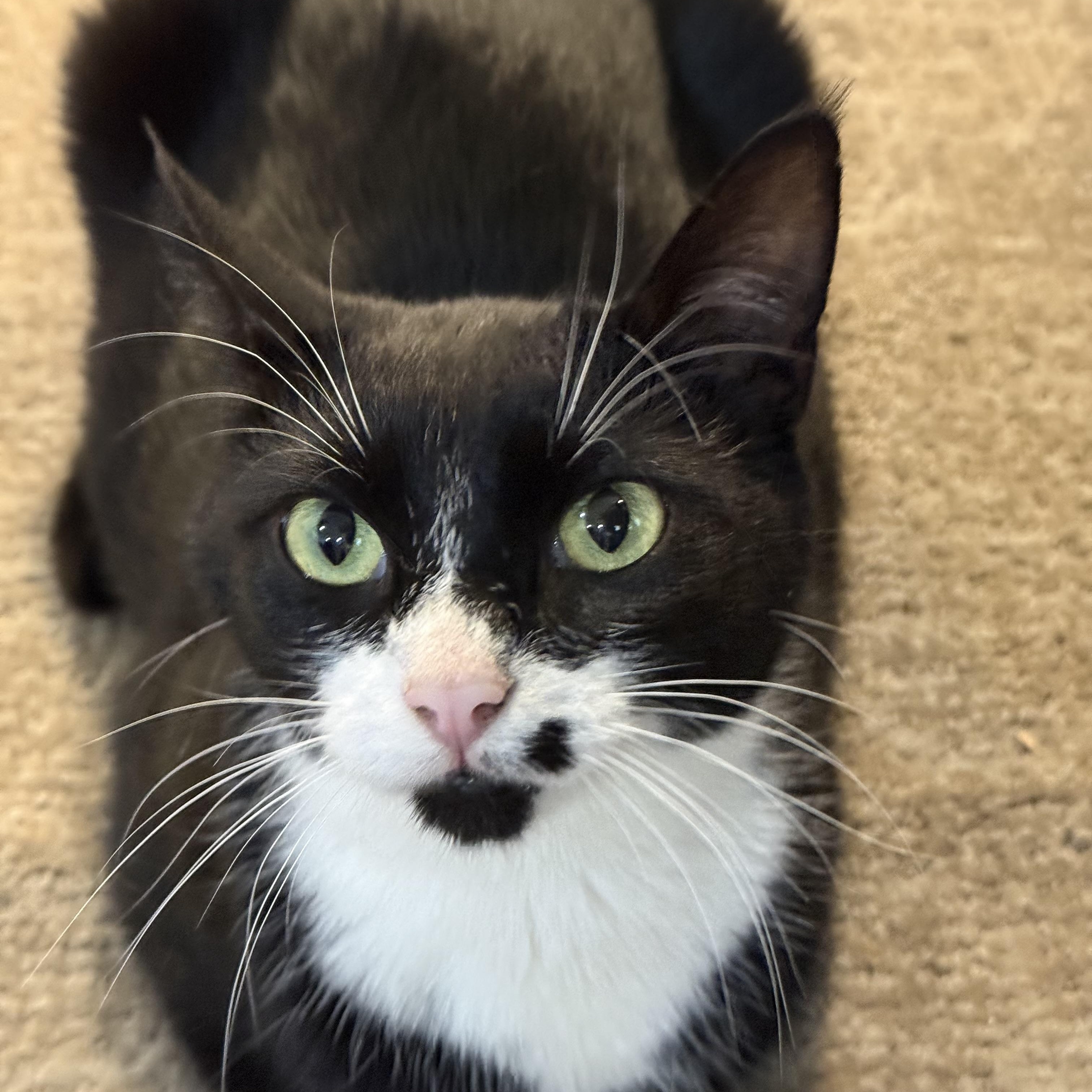 Enlarge Playful Young Loretta Wears Her Heart on Her Face!, a ADOPTABLE Domestic Short Hair in Bristow, VA image 4/5