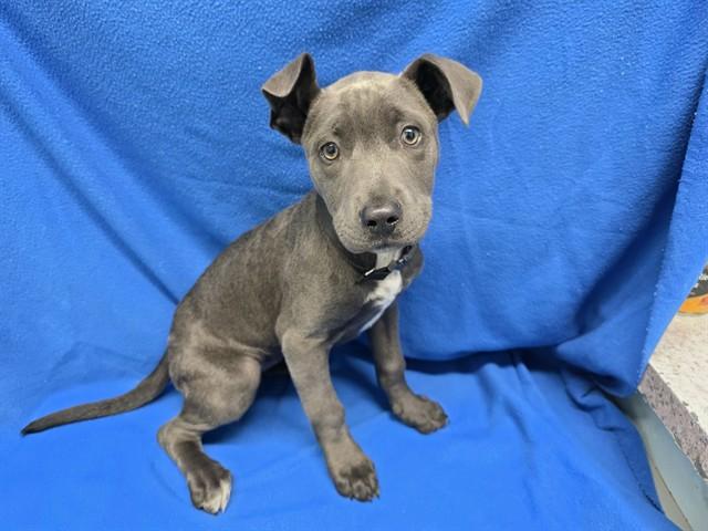 Enlarge SHILOH, a Adoptable Pit Bull Terrier in Lancaster, CA image 1/1