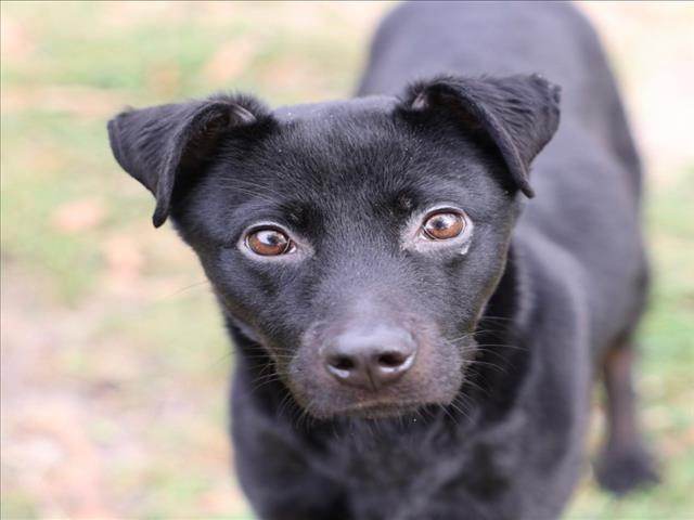 LUNA, Adoptable, Young Female Labrador Retriever & Mixed Breed.