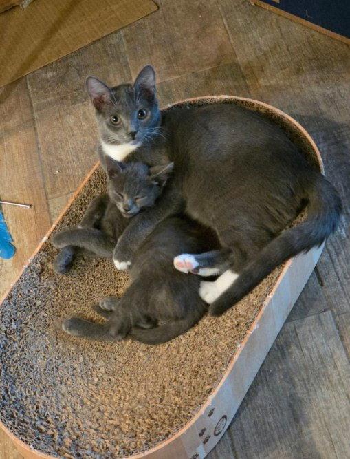 Enlarge Athena, a Adoptable Domestic Short Hair in Glendale, AZ image 1/3