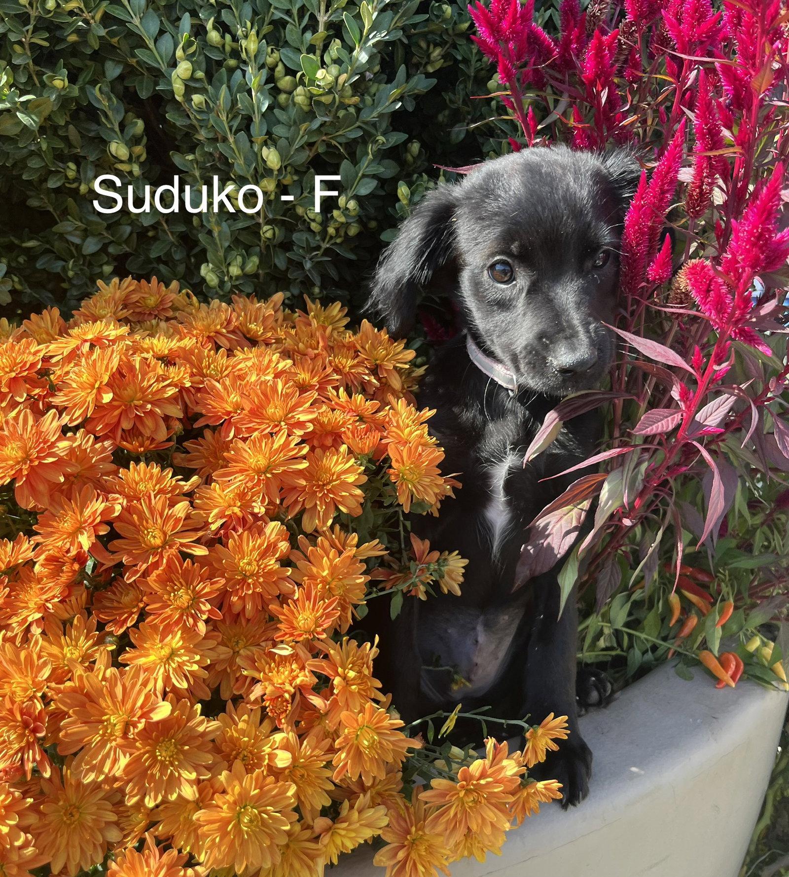 Enlarge Sodoku, a Adoptable Terrier in Hillside, IL image 2/3