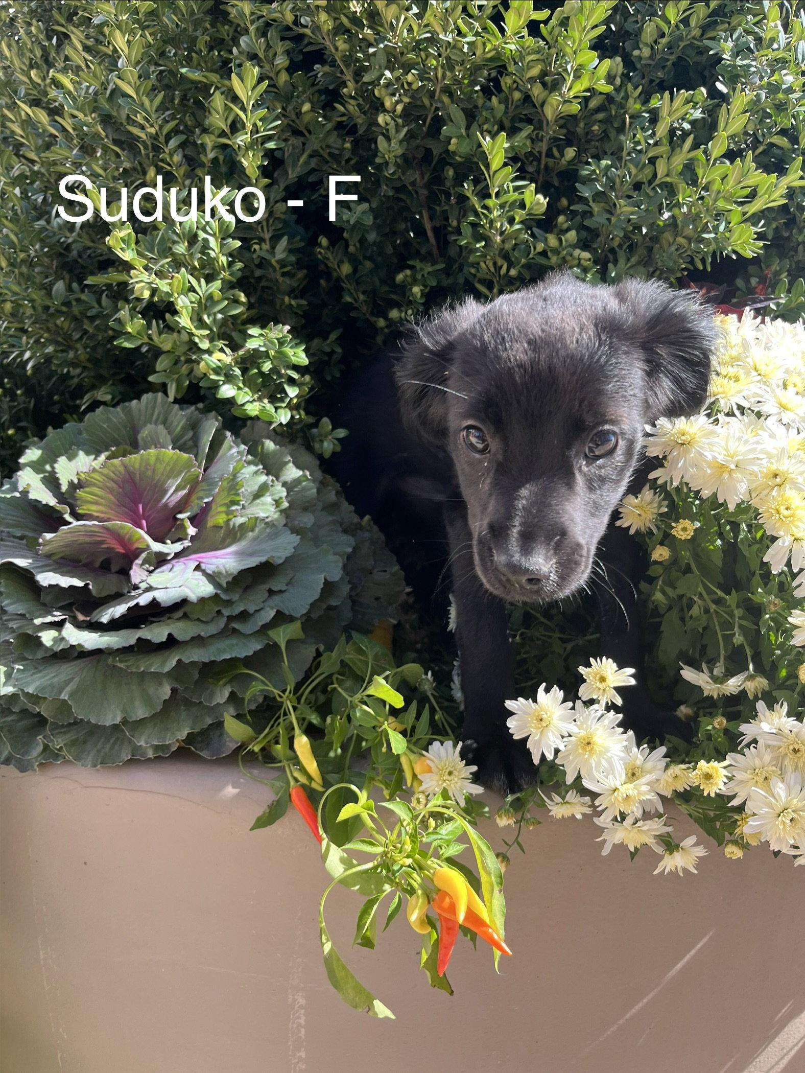 Enlarge Sodoku, a Adoptable Terrier in Hillside, IL image 3/3