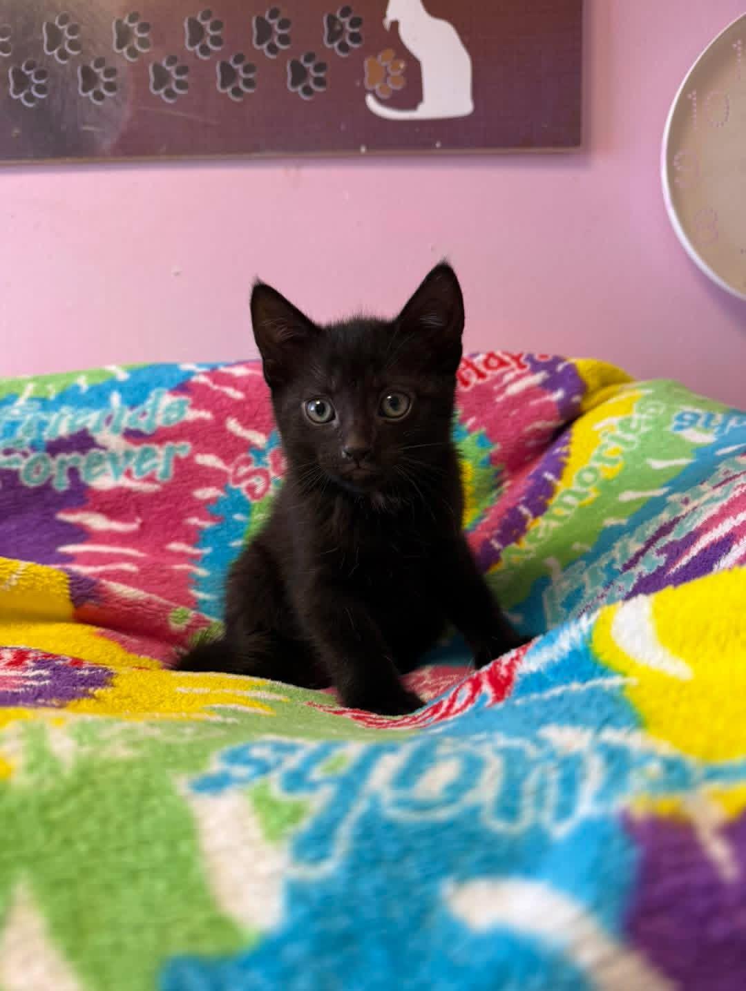 Obby, adopted, Young Male Domestic Short Hair.