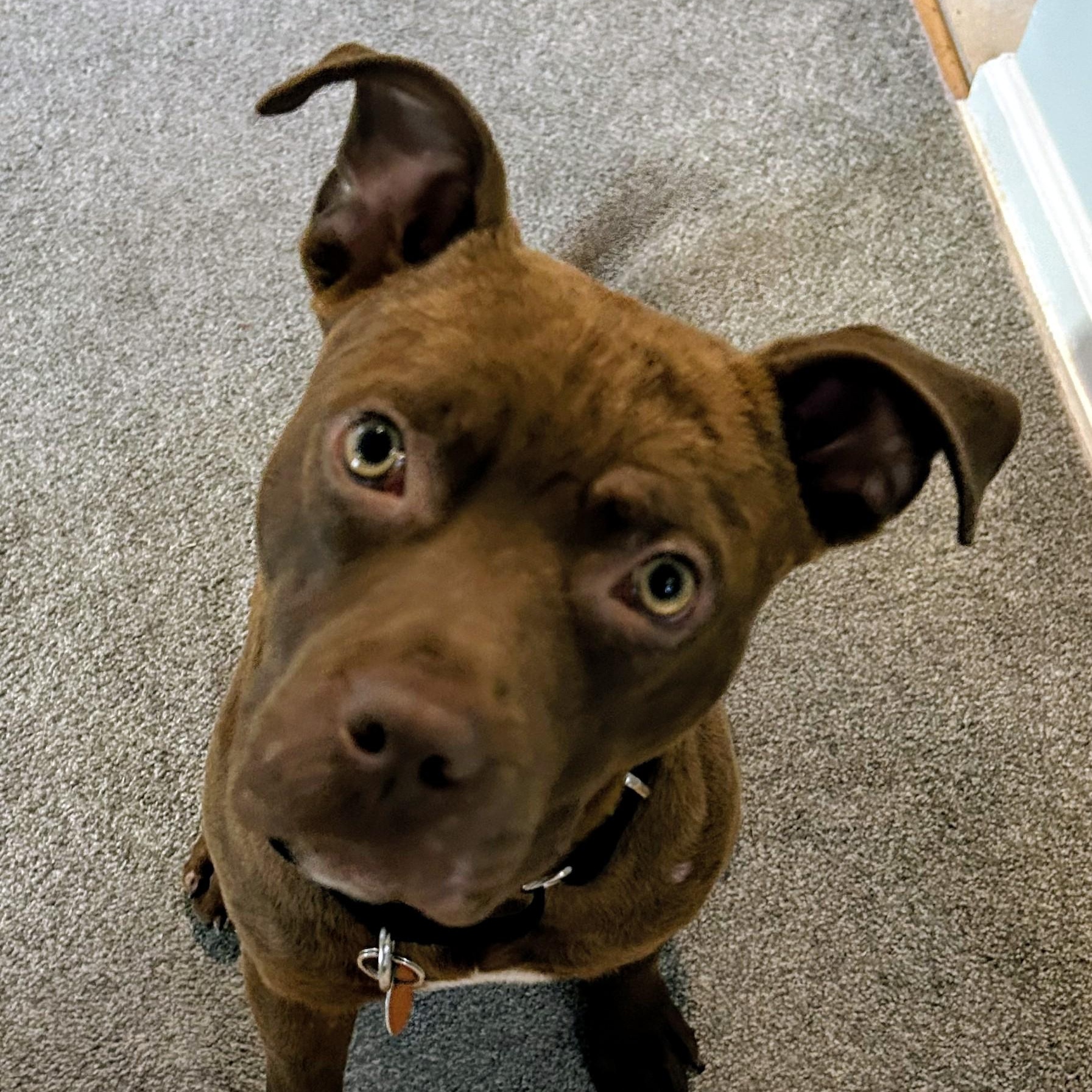 Enlarge COPPER, a ADOPTABLE mixed breed in Saddle River, NJ image 1/4