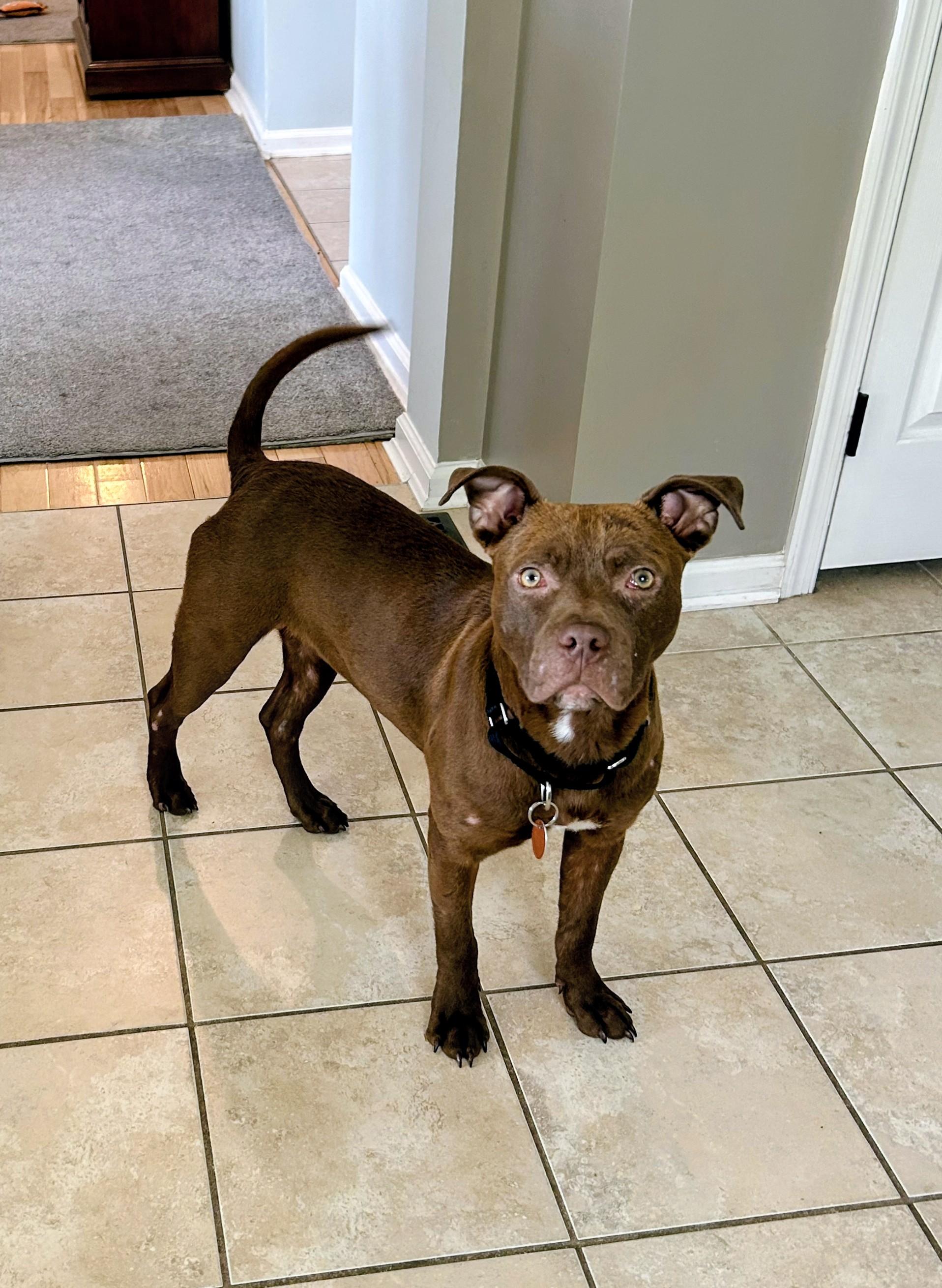 Enlarge COPPER, a ADOPTABLE mixed breed in Saddle River, NJ image 4/4