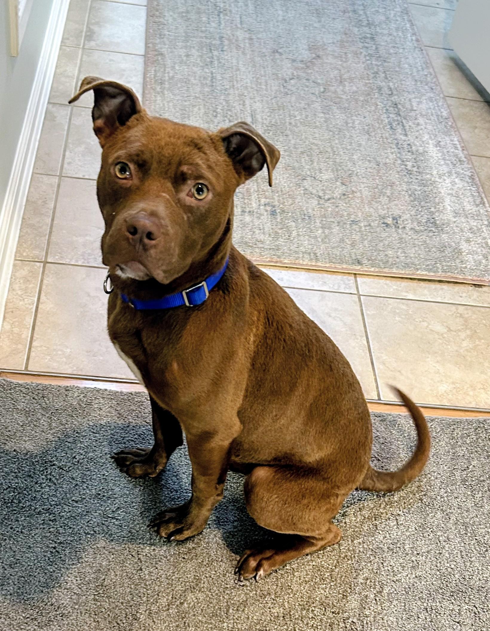 Enlarge COPPER, a ADOPTABLE mixed breed in Saddle River, NJ image 2/4