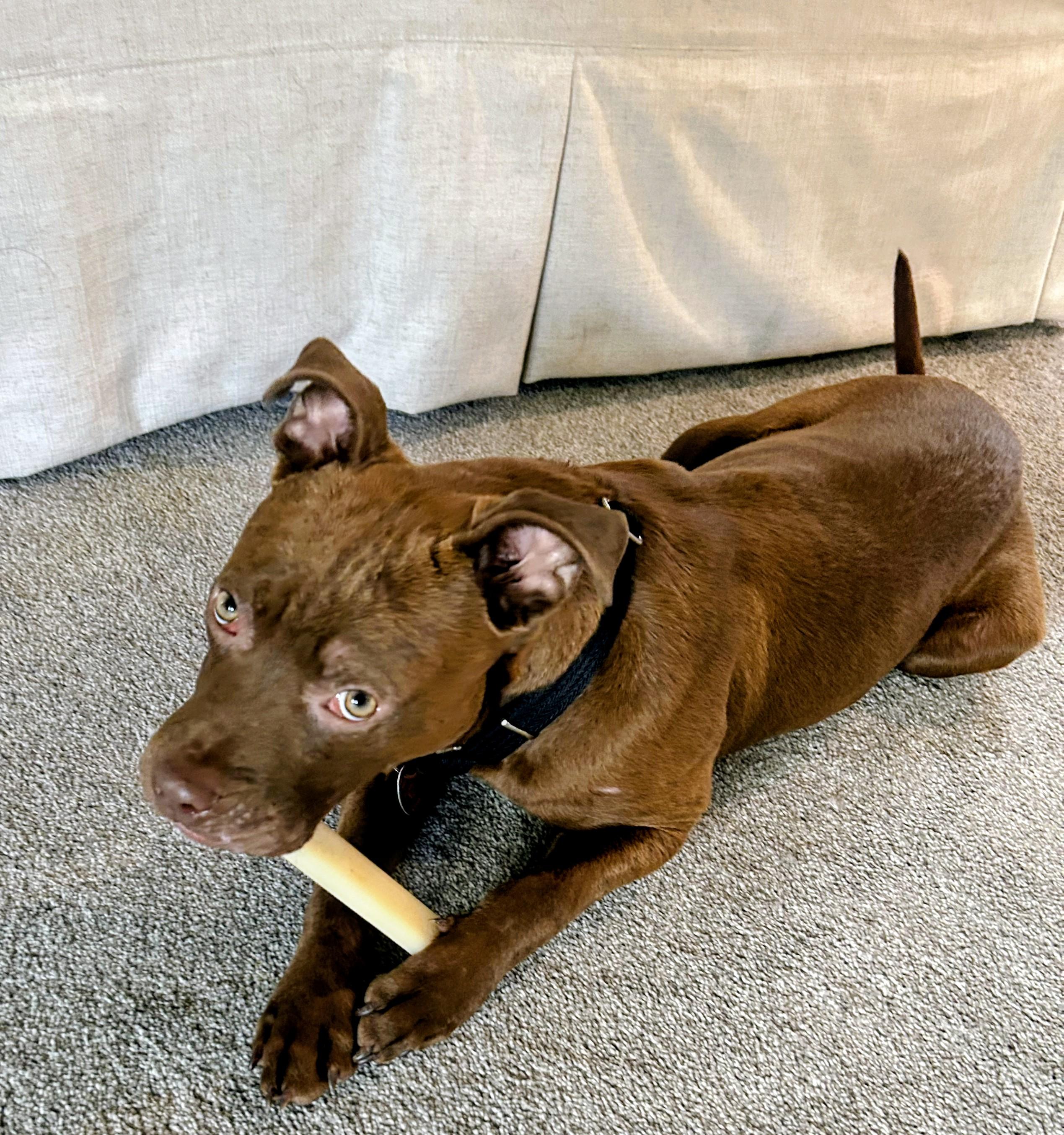 Enlarge COPPER, a ADOPTABLE mixed breed in Saddle River, NJ image 3/4