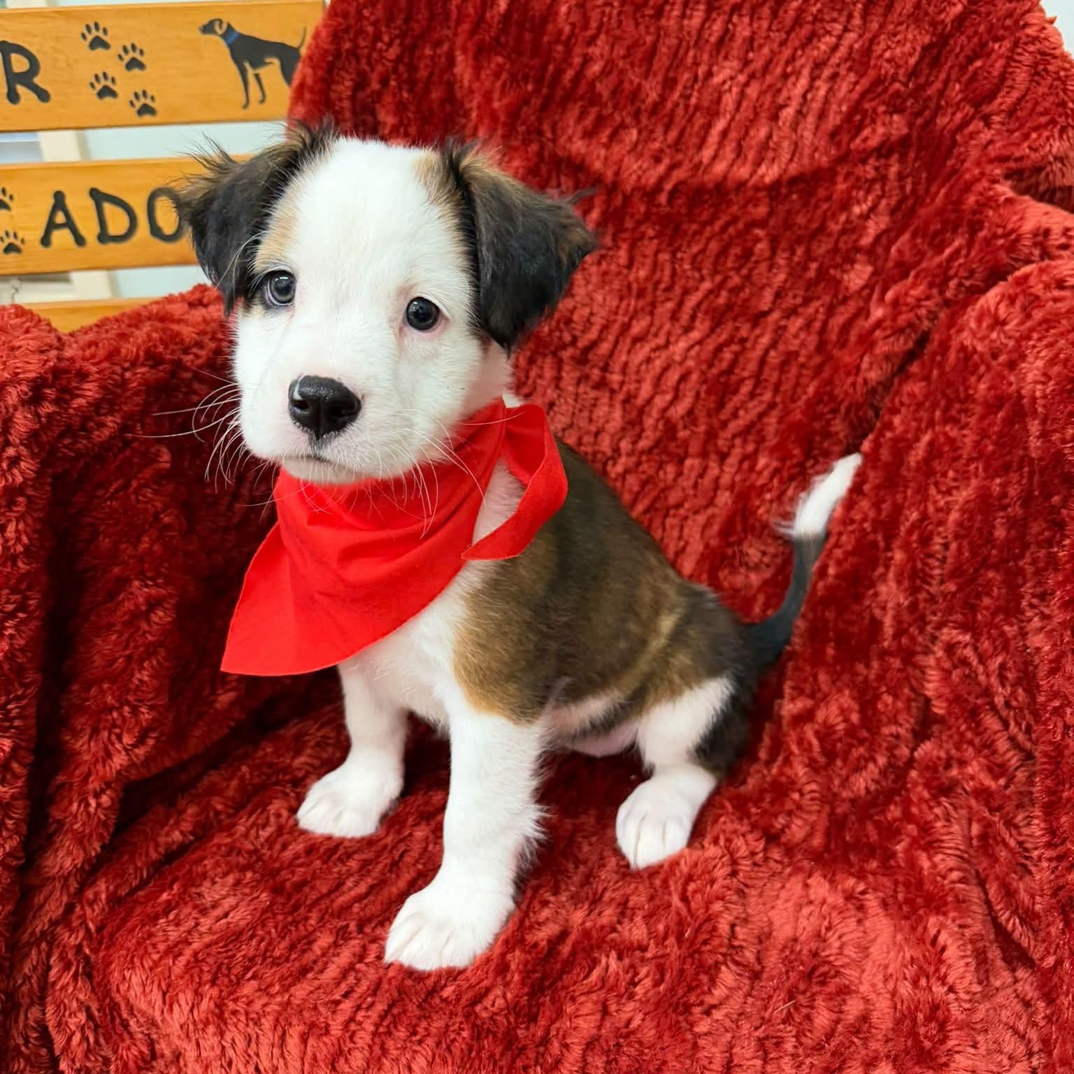 Shakira, Adoptable, Puppy Female Pit Bull Terrier.
