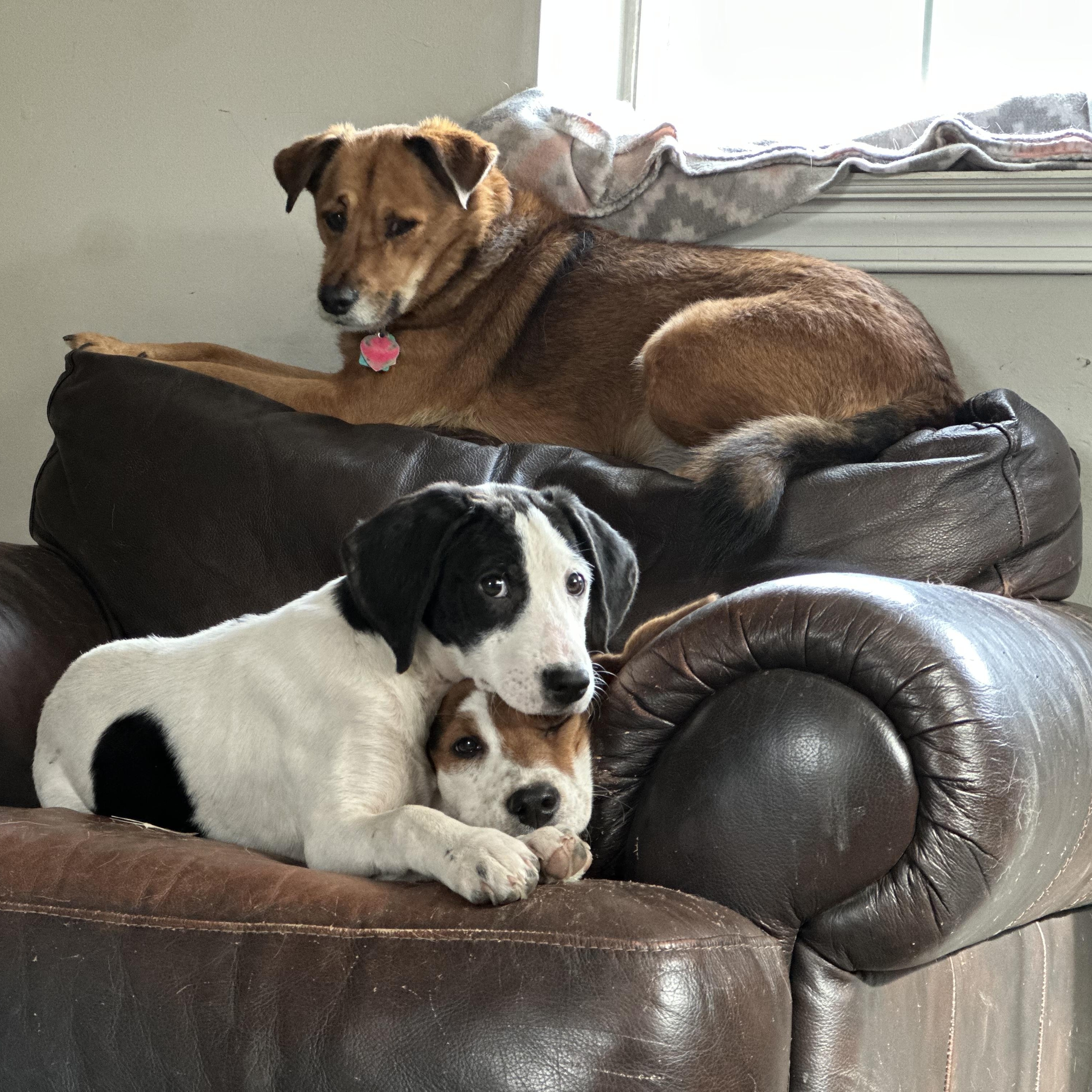 Enlarge Salt, an adoptable mixed breed in Richmond, VA image 5/6