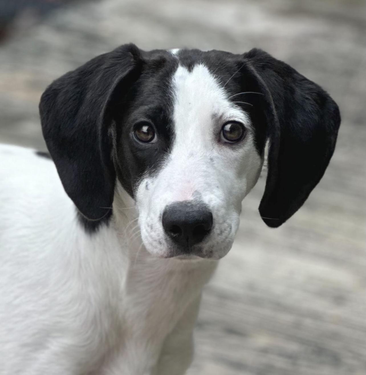 Enlarge Salt, an adoptable mixed breed in Richmond, VA image 2/6