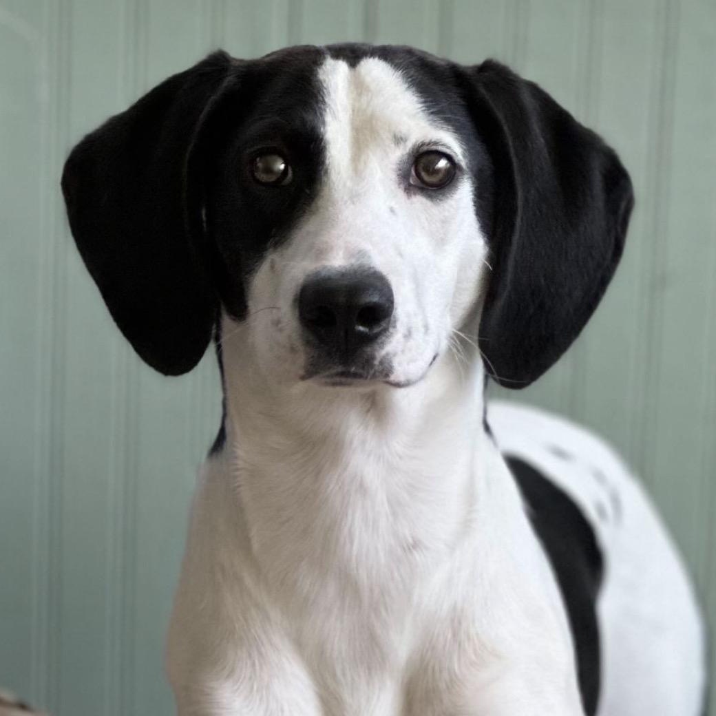 Enlarge Salt, an adoptable mixed breed in Richmond, VA image 3/6