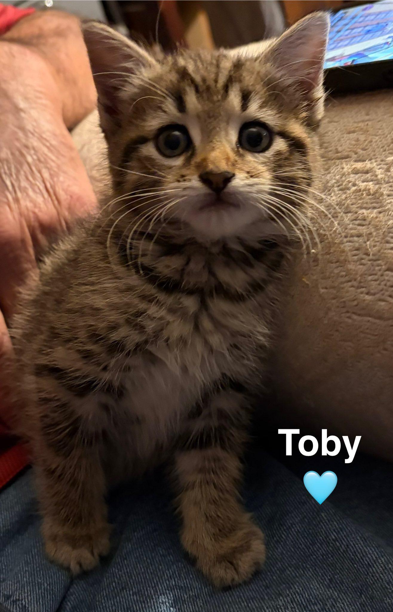 Toby