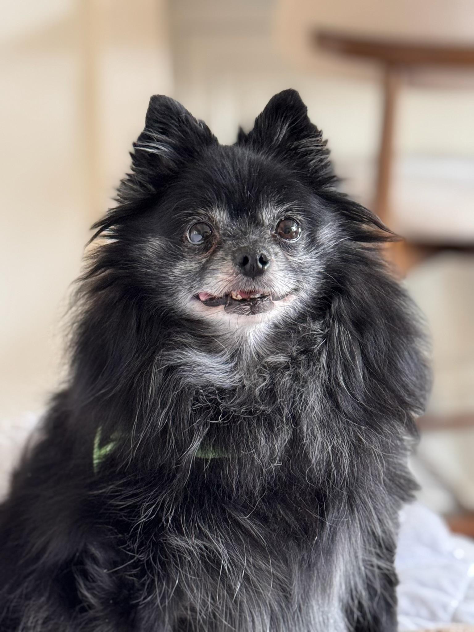 Enlarge Martina, an adopted Pomeranian in Atlanta, GA image 4/5