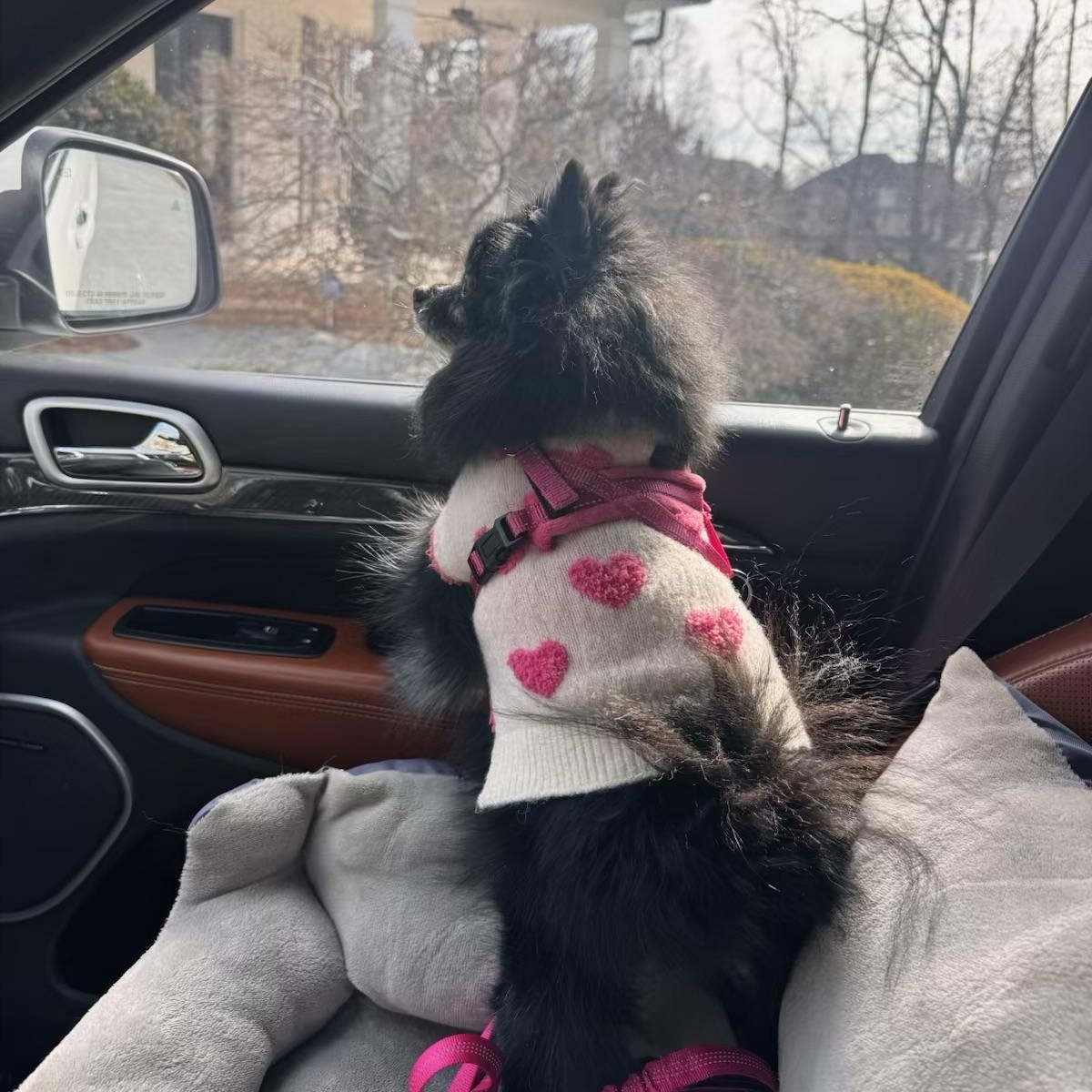 Enlarge Martina, an adopted Pomeranian in Atlanta, GA image 5/5