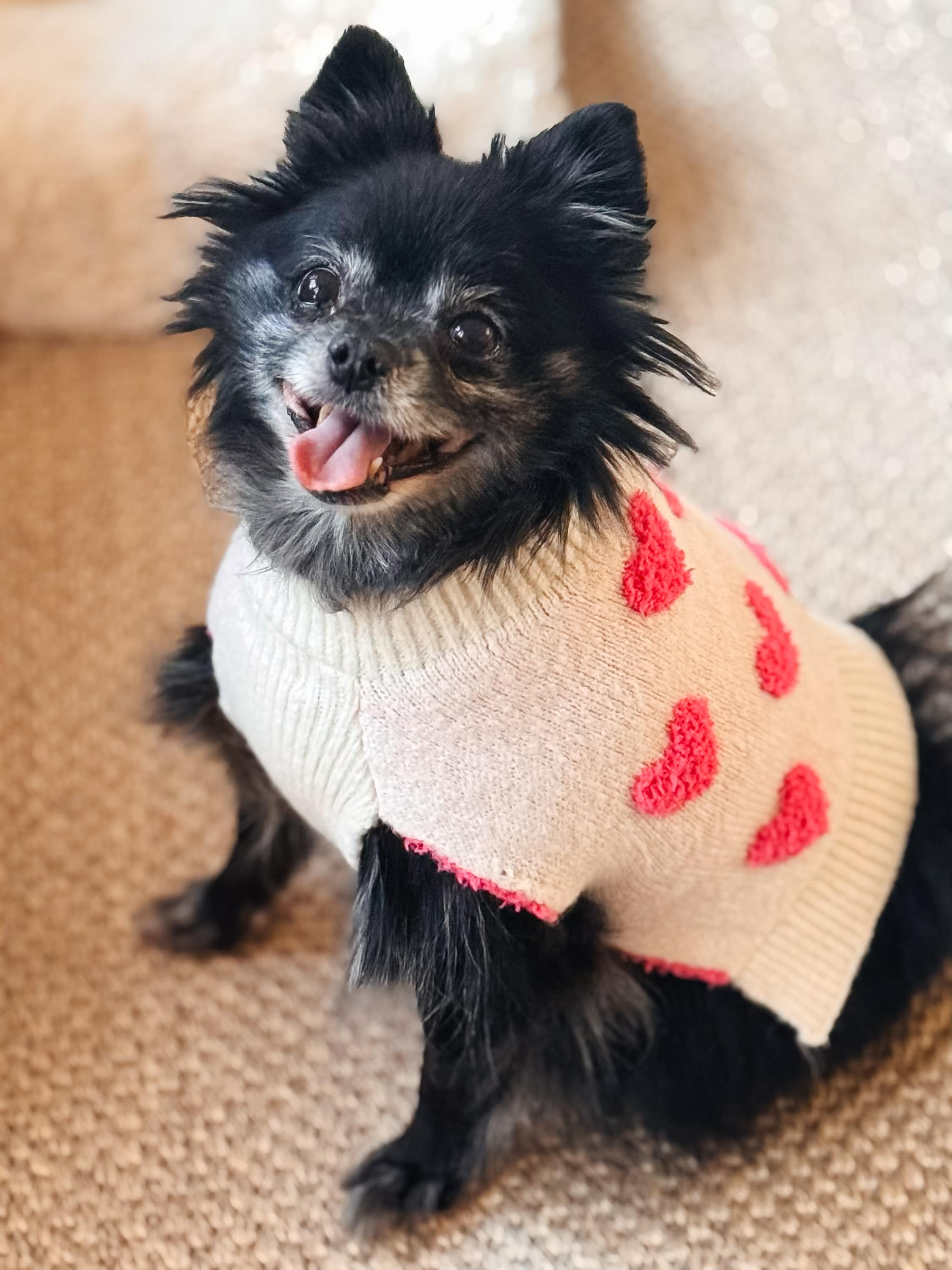 Enlarge Martina, an adopted Pomeranian in Atlanta, GA image 1/5