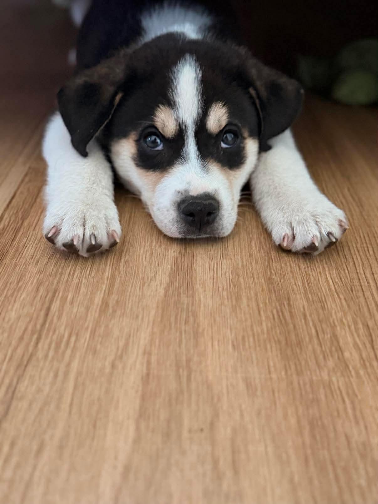 Banjo, Adoptable, Puppy Male Husky.