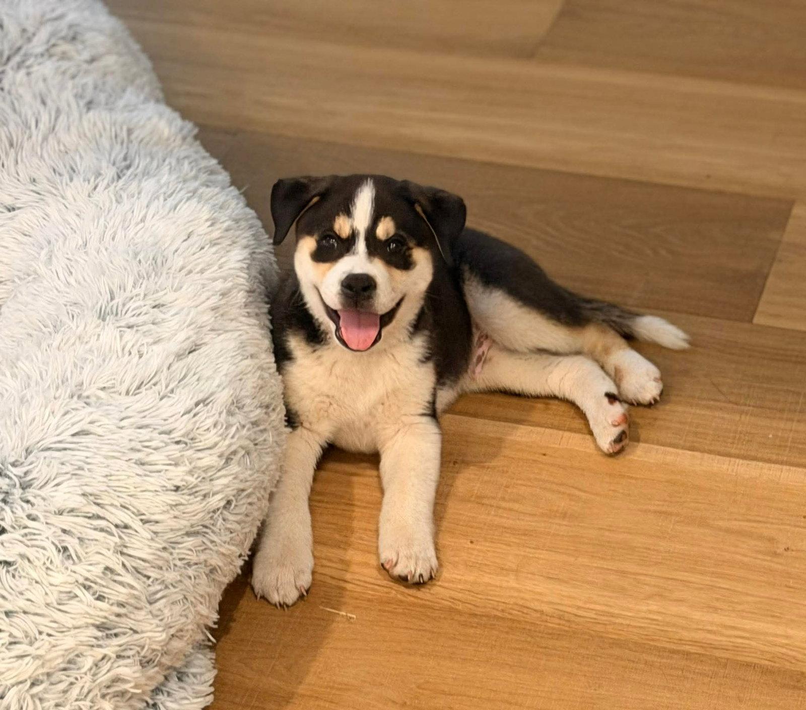 Enlarge Banjo, a Adoptable Husky in Merriam, KS image 2/3