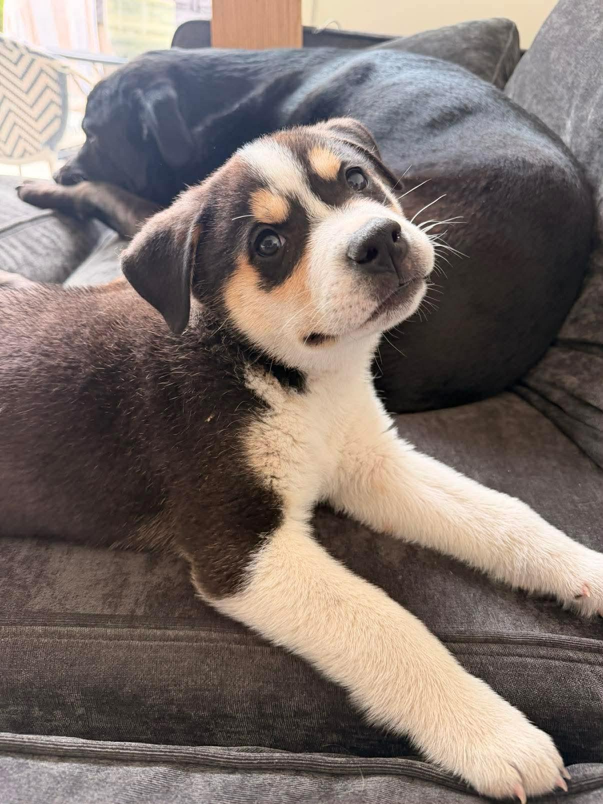 Enlarge Banjo, a Adoptable Husky in Merriam, KS image 3/3