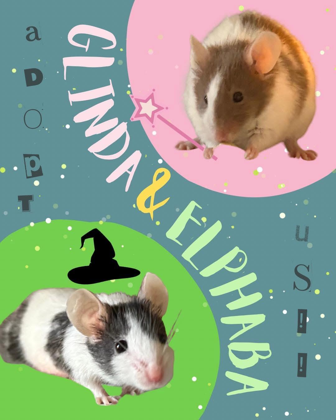 Glinda and Elphaba, Adoptable, Baby Female Mouse.
