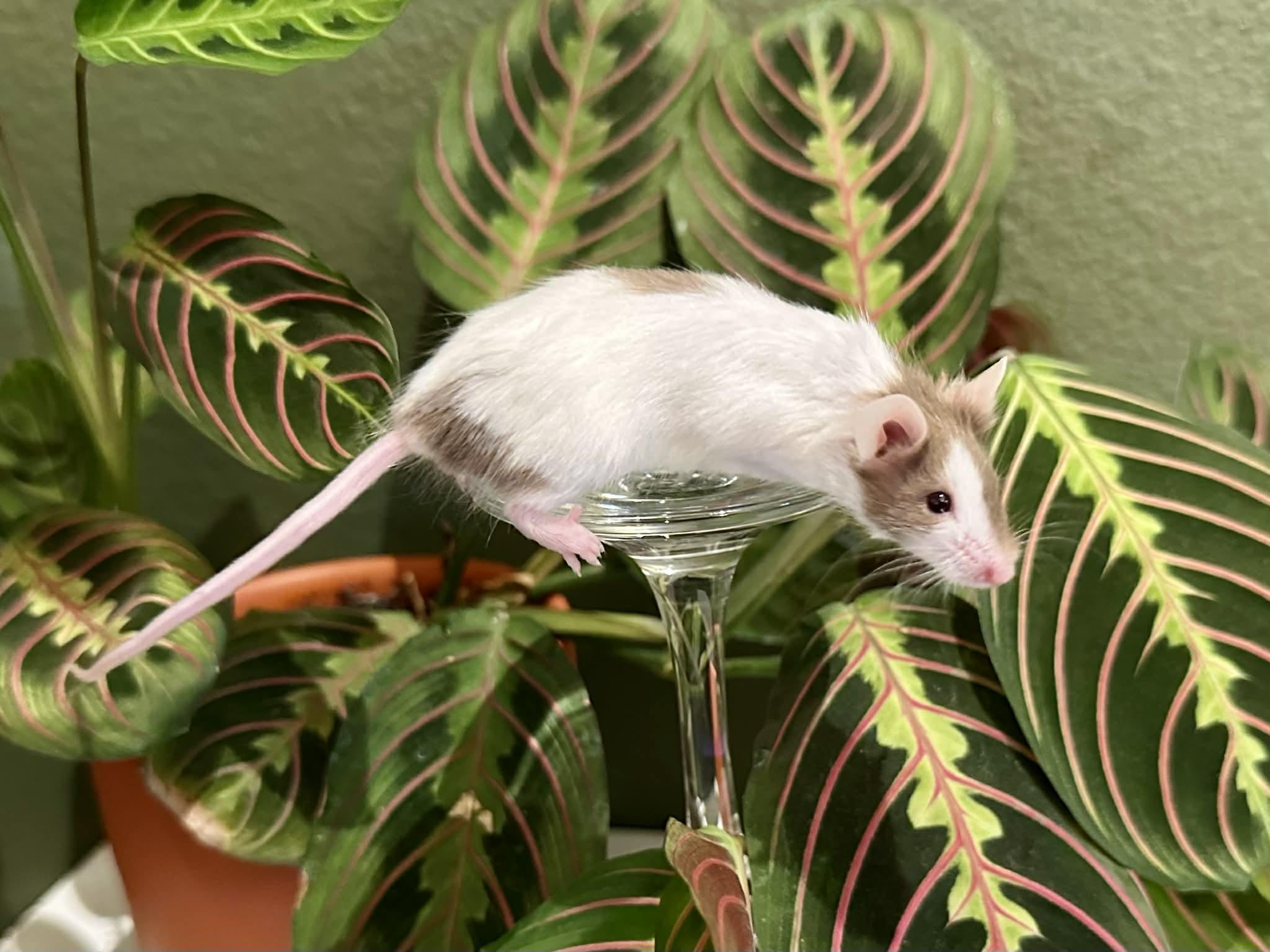 Enlarge Glinda and Elphaba, a Adoptable Mouse in Eugene, OR image 2/6