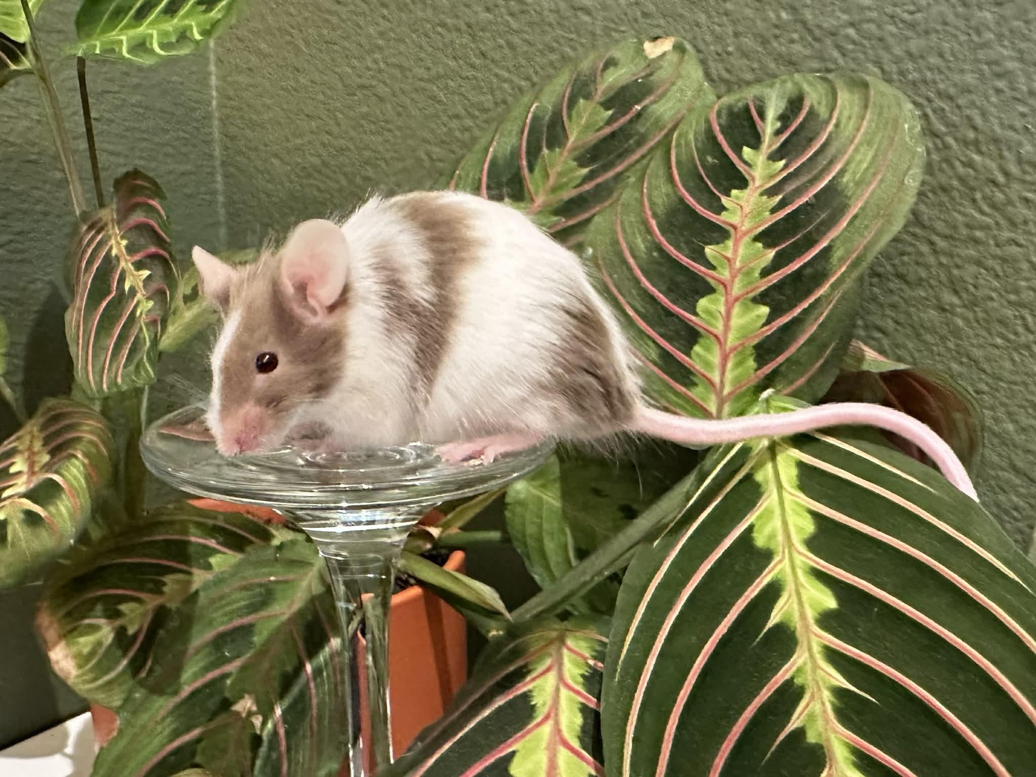 Enlarge Glinda and Elphaba, a Adoptable Mouse in Eugene, OR image 3/6