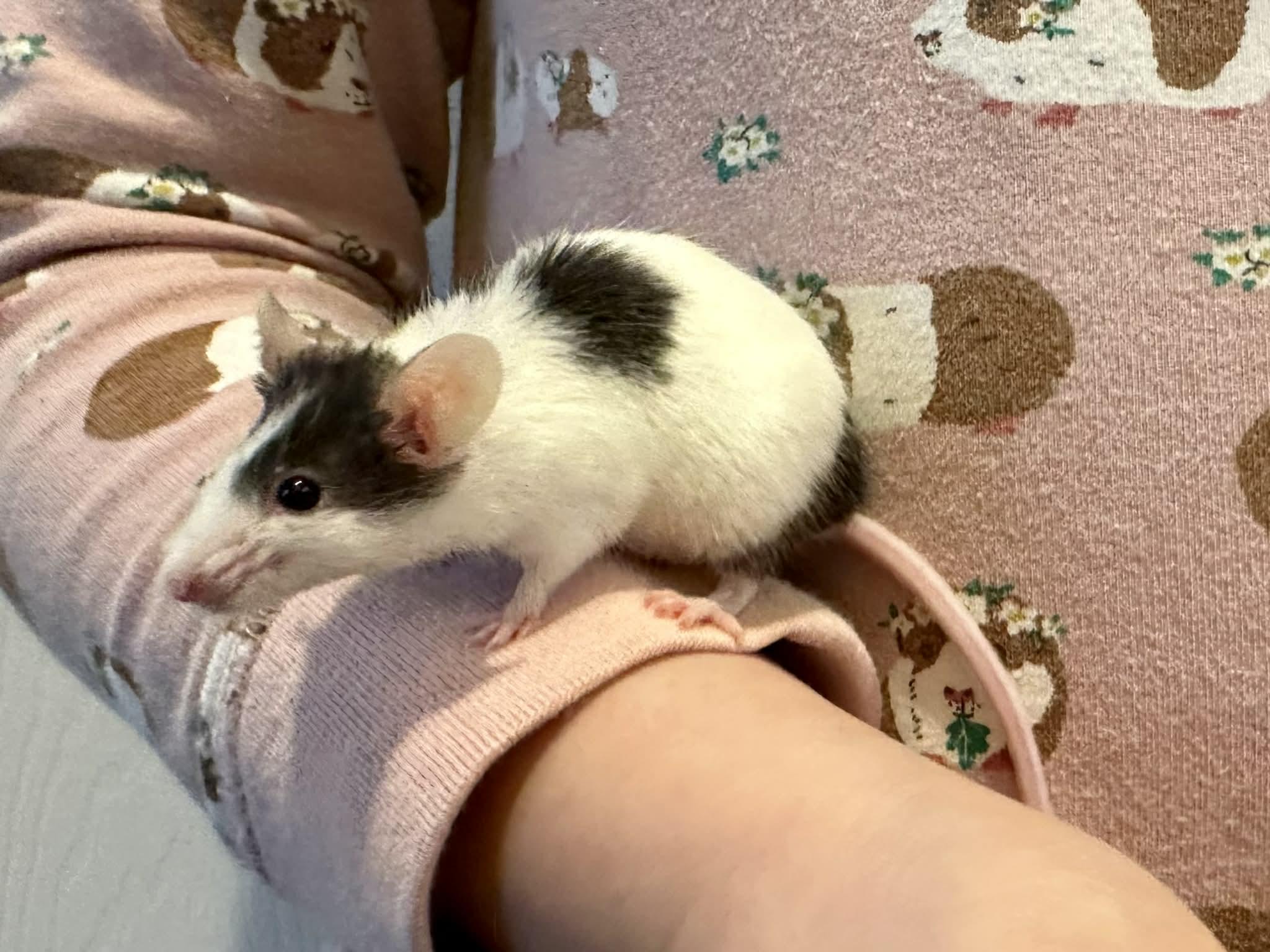 Enlarge Glinda and Elphaba, a Adoptable Mouse in Eugene, OR image 4/6