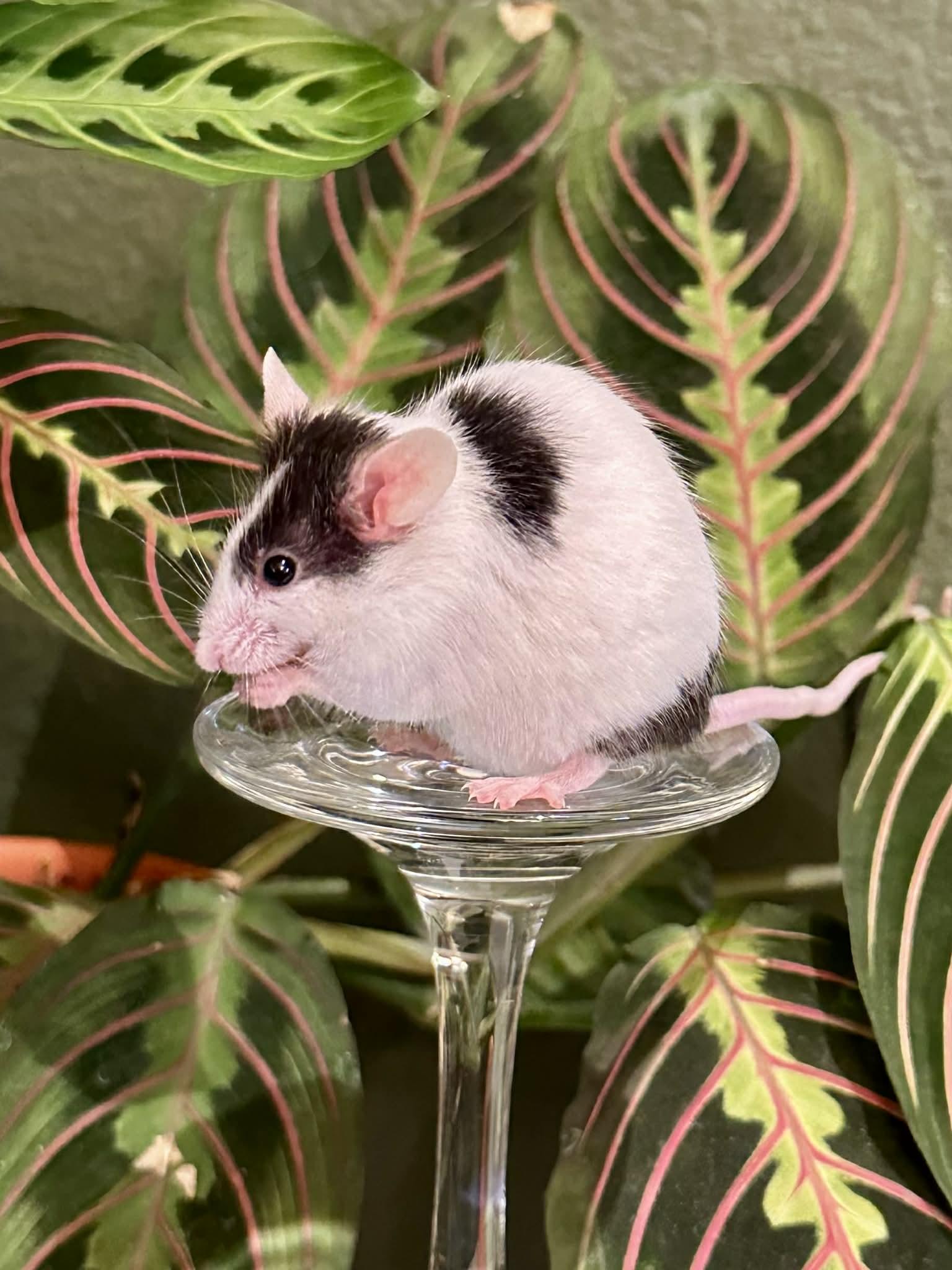 Enlarge Glinda and Elphaba, a Adoptable Mouse in Eugene, OR image 5/6