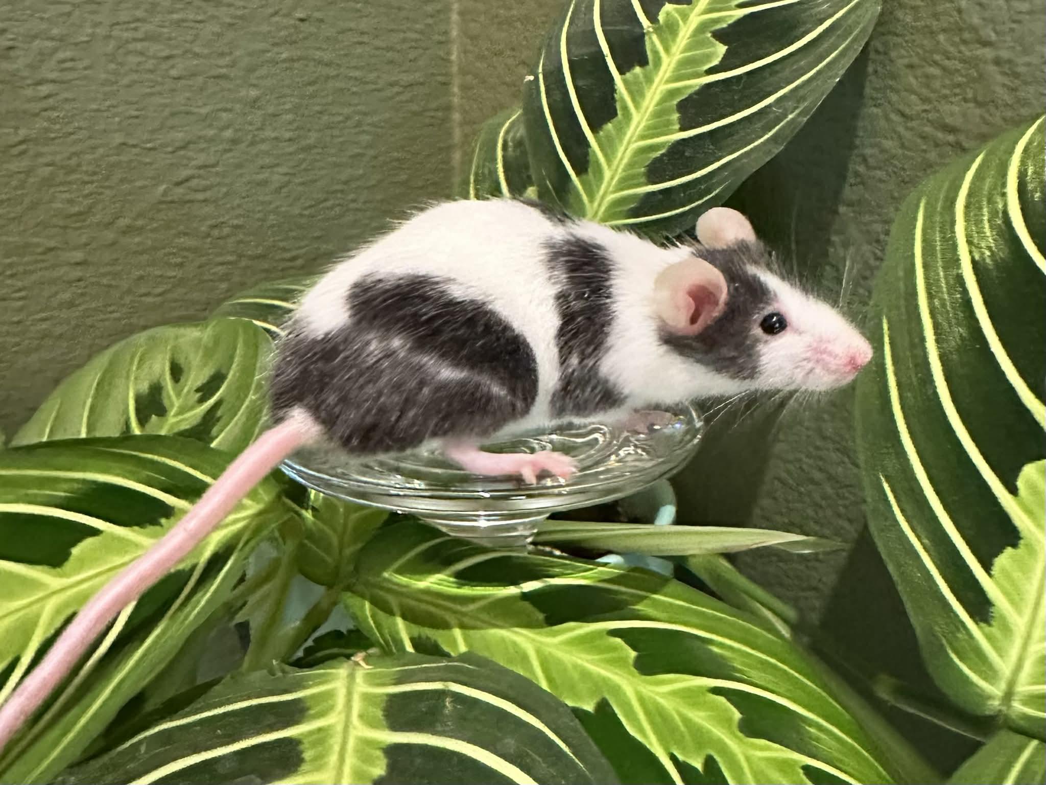 Enlarge Glinda and Elphaba, a Adoptable Mouse in Eugene, OR image 6/6