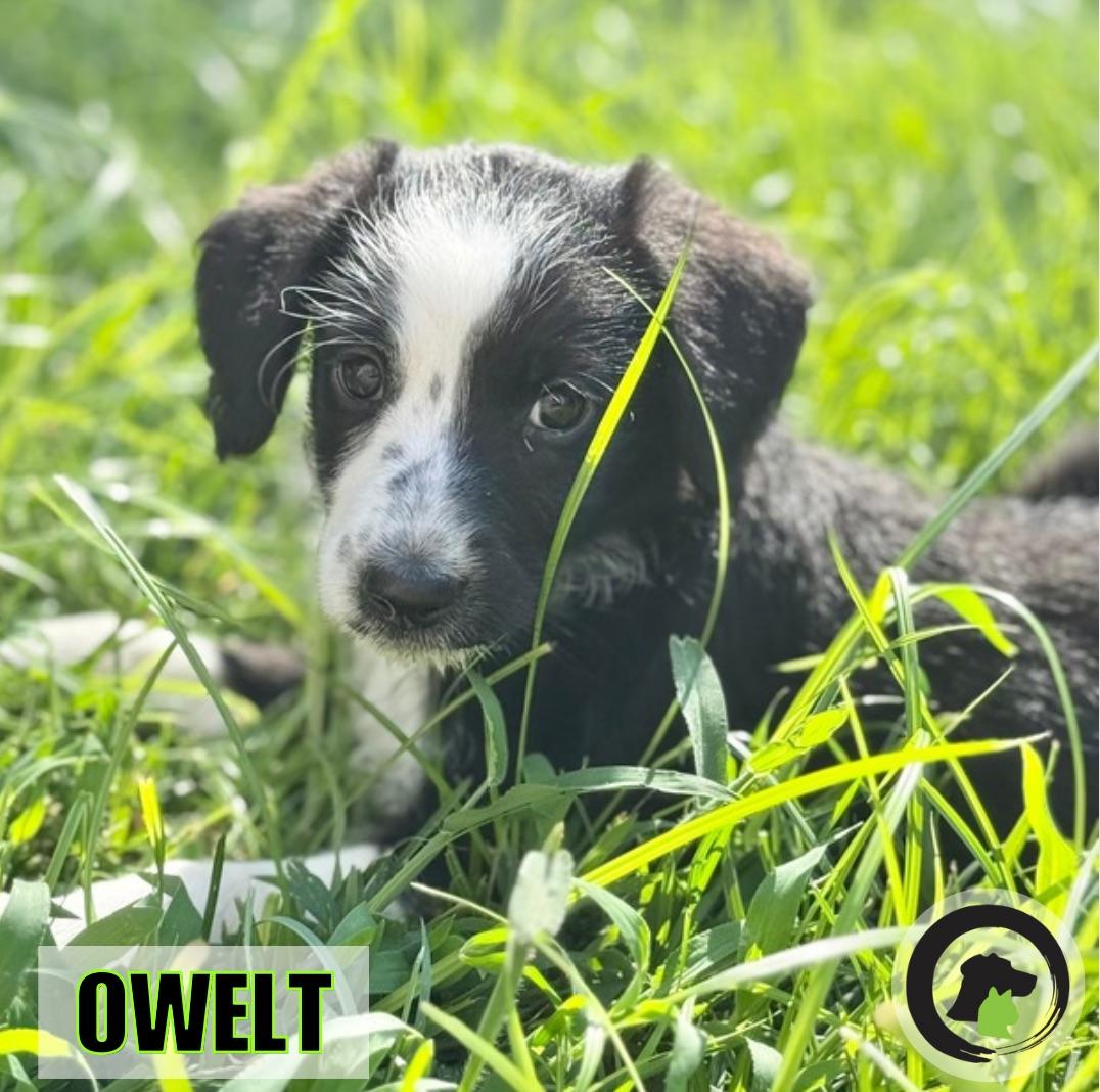 OWLET