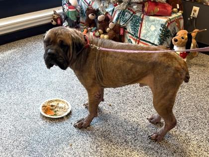 Otis — thumbnail 2