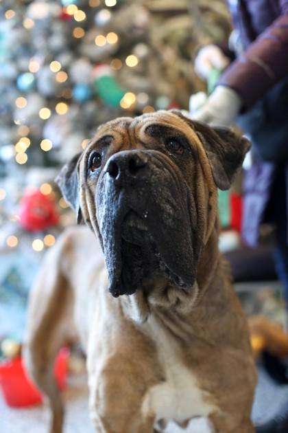 Otis — thumbnail 3