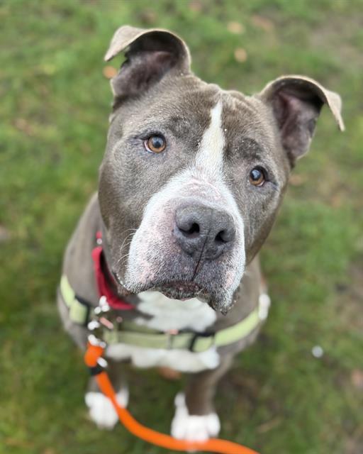 Enlarge MAX, a Adoptable Pit Bull Terrier in Kent, WA image 1/1