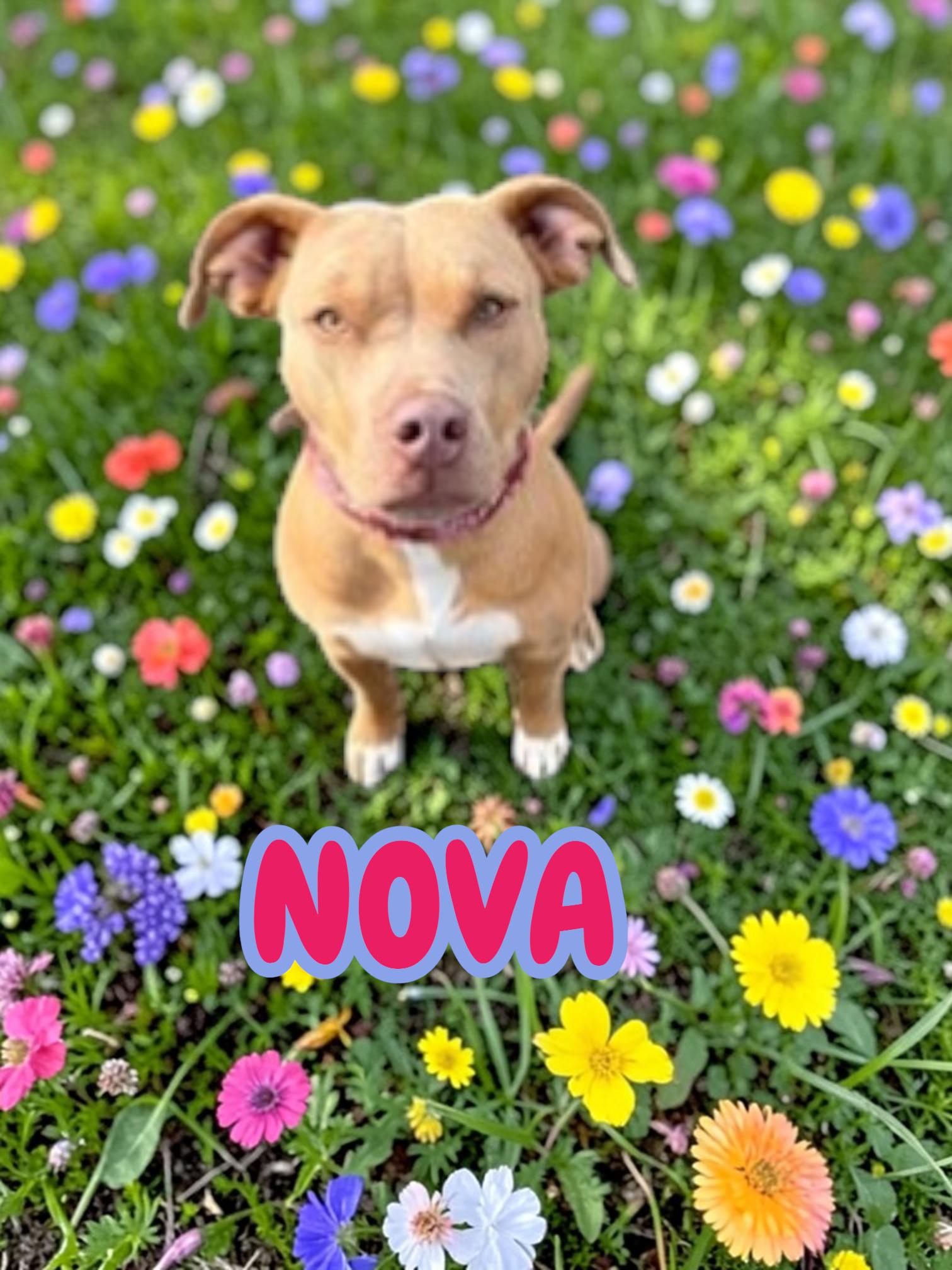Enlarge Nova , a ADOPTABLE mixed breed in Taunton, MA image 1/4