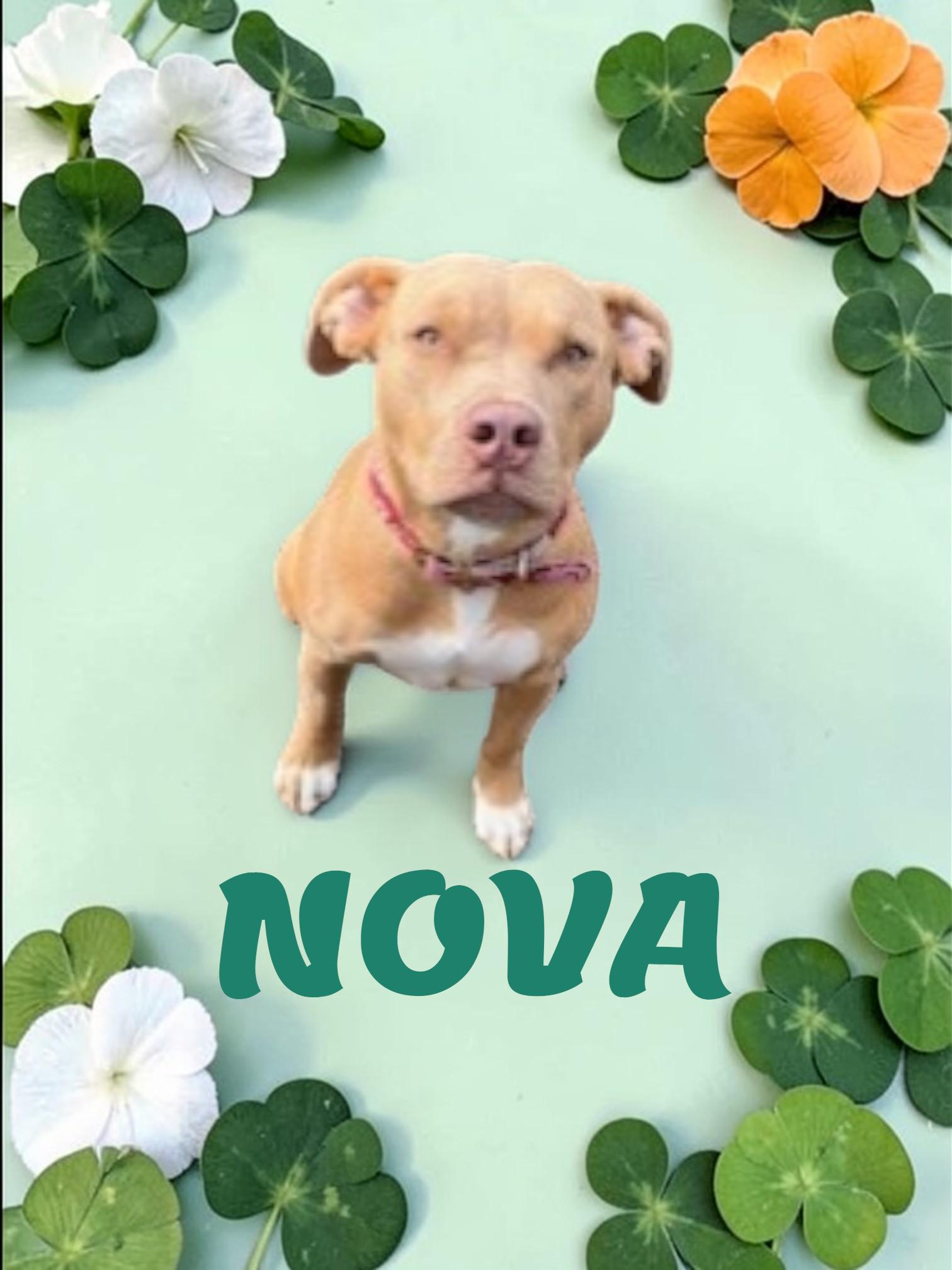 Enlarge Nova , a ADOPTABLE mixed breed in Taunton, MA image 4/4