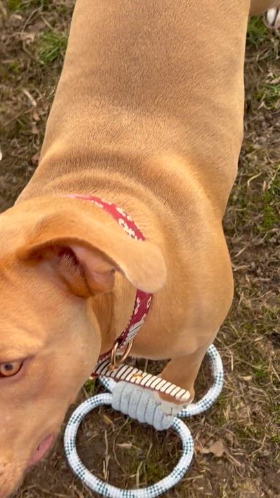 Enlarge Nova , a ADOPTABLE mixed breed in Taunton, MA video 2/4